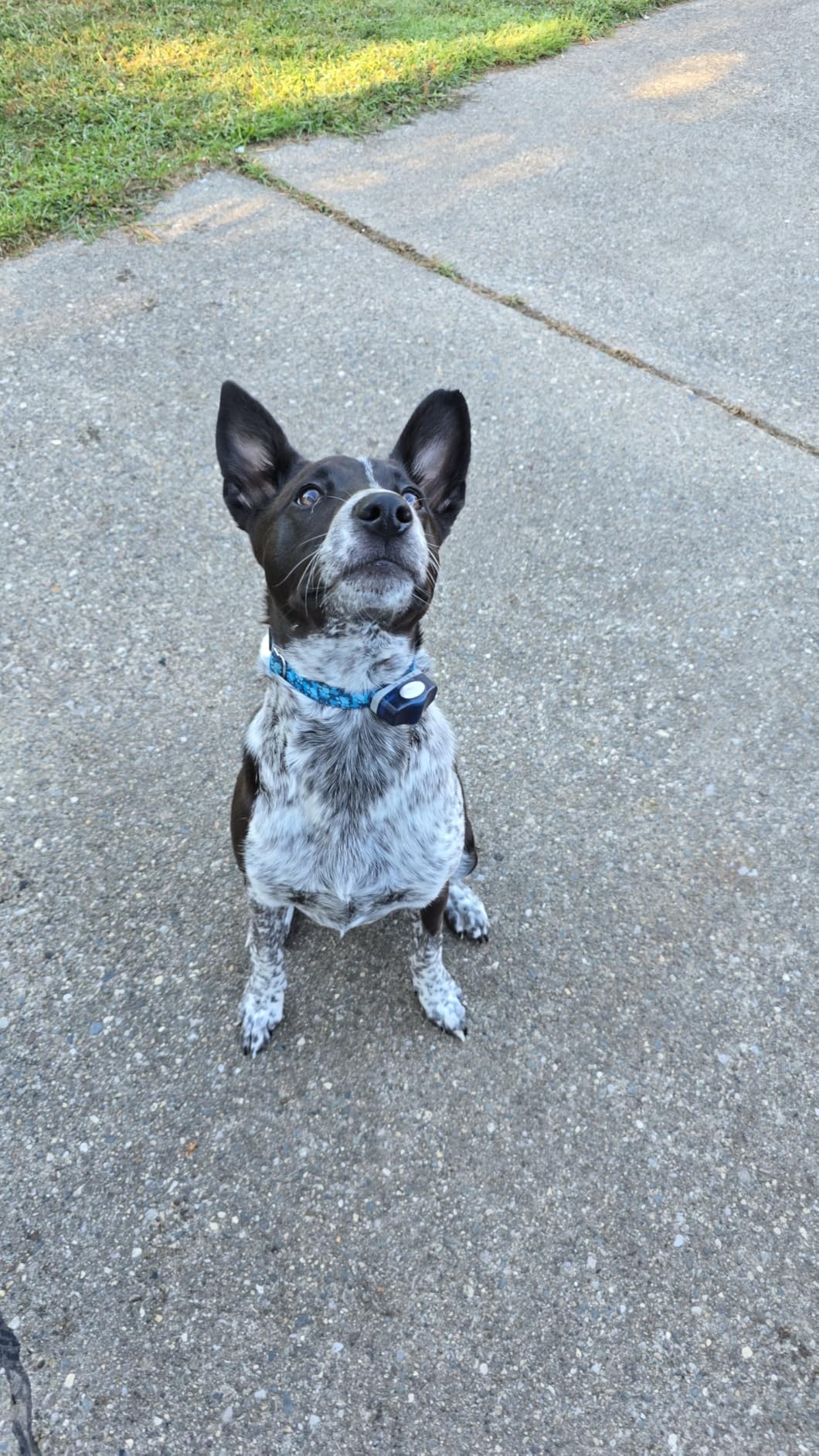 Sky Bounce Ball 3pk - Assorted Colors 2