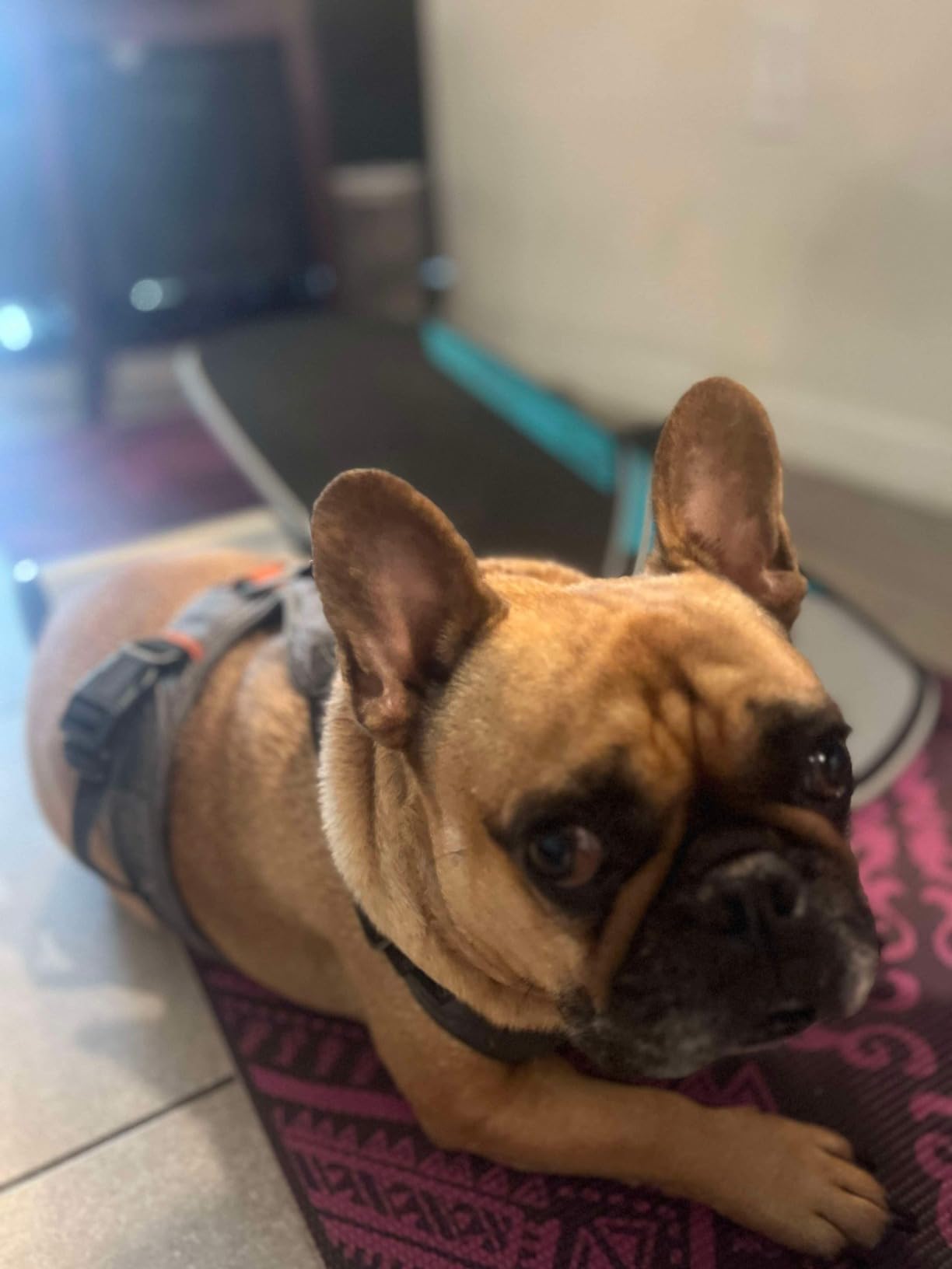 Revbalance Swell 2.0 - Surf & Paddle Balance Board Trainer customer photo 1