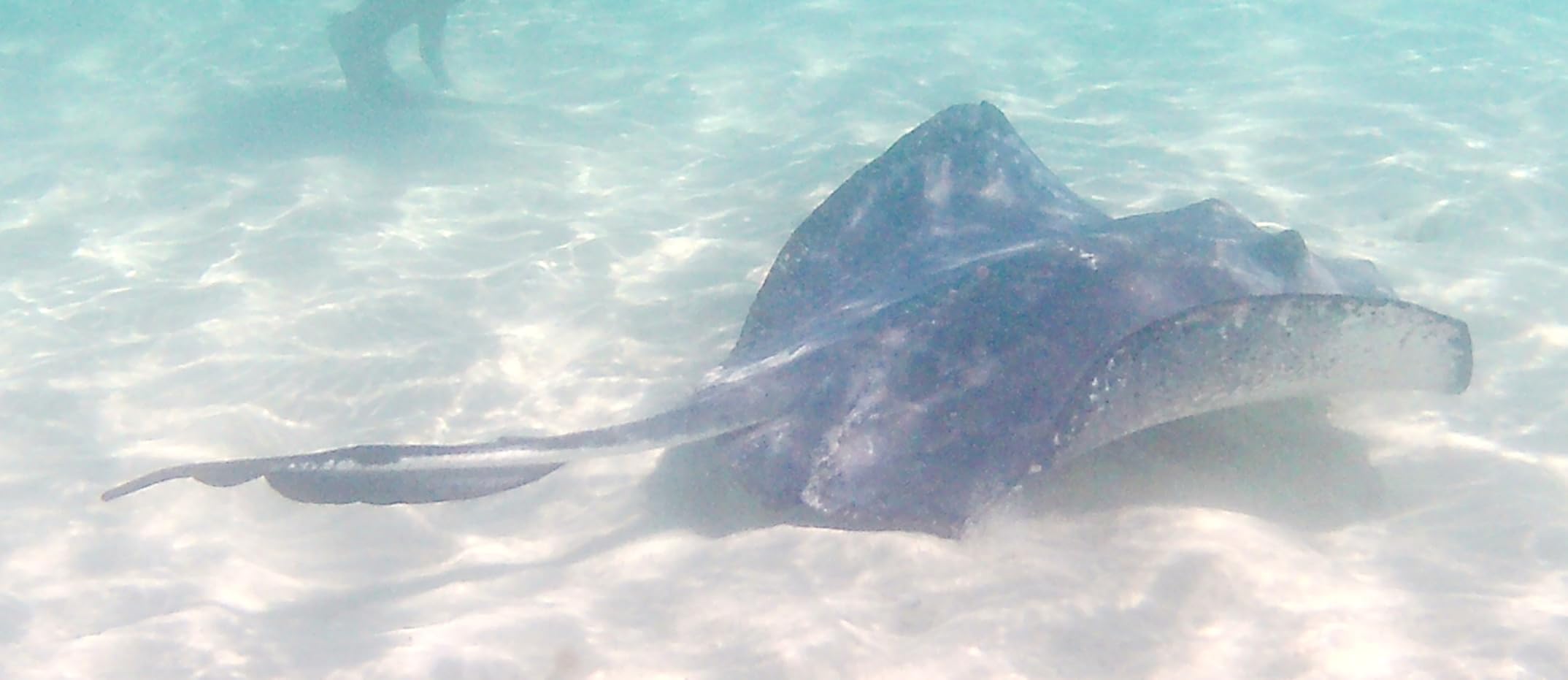 AKASO Brave 4 Action Camera 4K 30fps with 64GB MicroSD U3 Card Bicycle Helmet Accessories Kit Bundle, 20MP Ultra HD 131FT Waterproof Underwater Camera customer photo 1