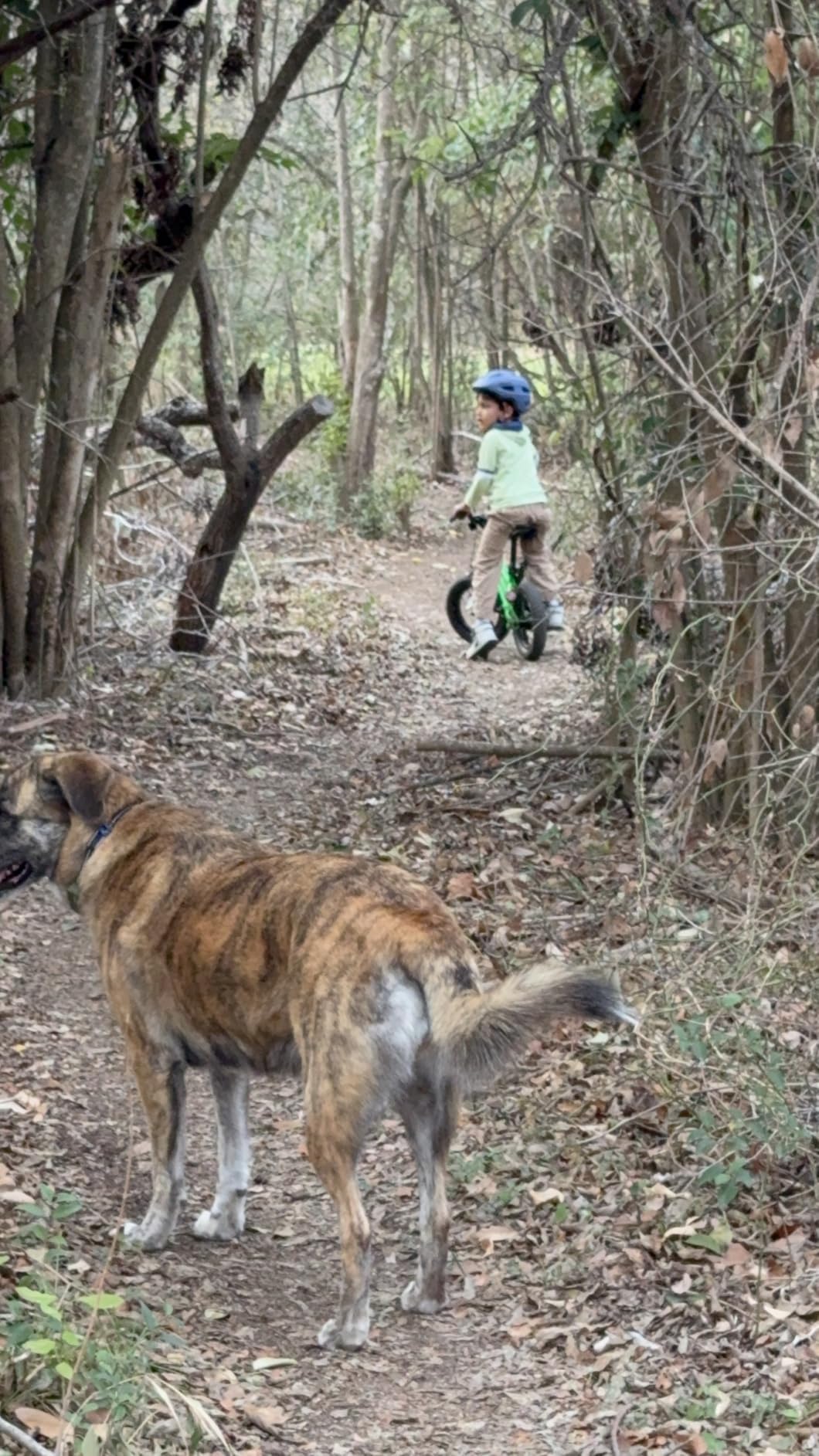 Retrospec Scout Toddler Bike Helmet - Kids Bike Helmet Multi-Sport Protection, Premium Safety & Ventilation, Adjustable Kids Helmets in 2 Sizes for Boys and Girls customer photo 2