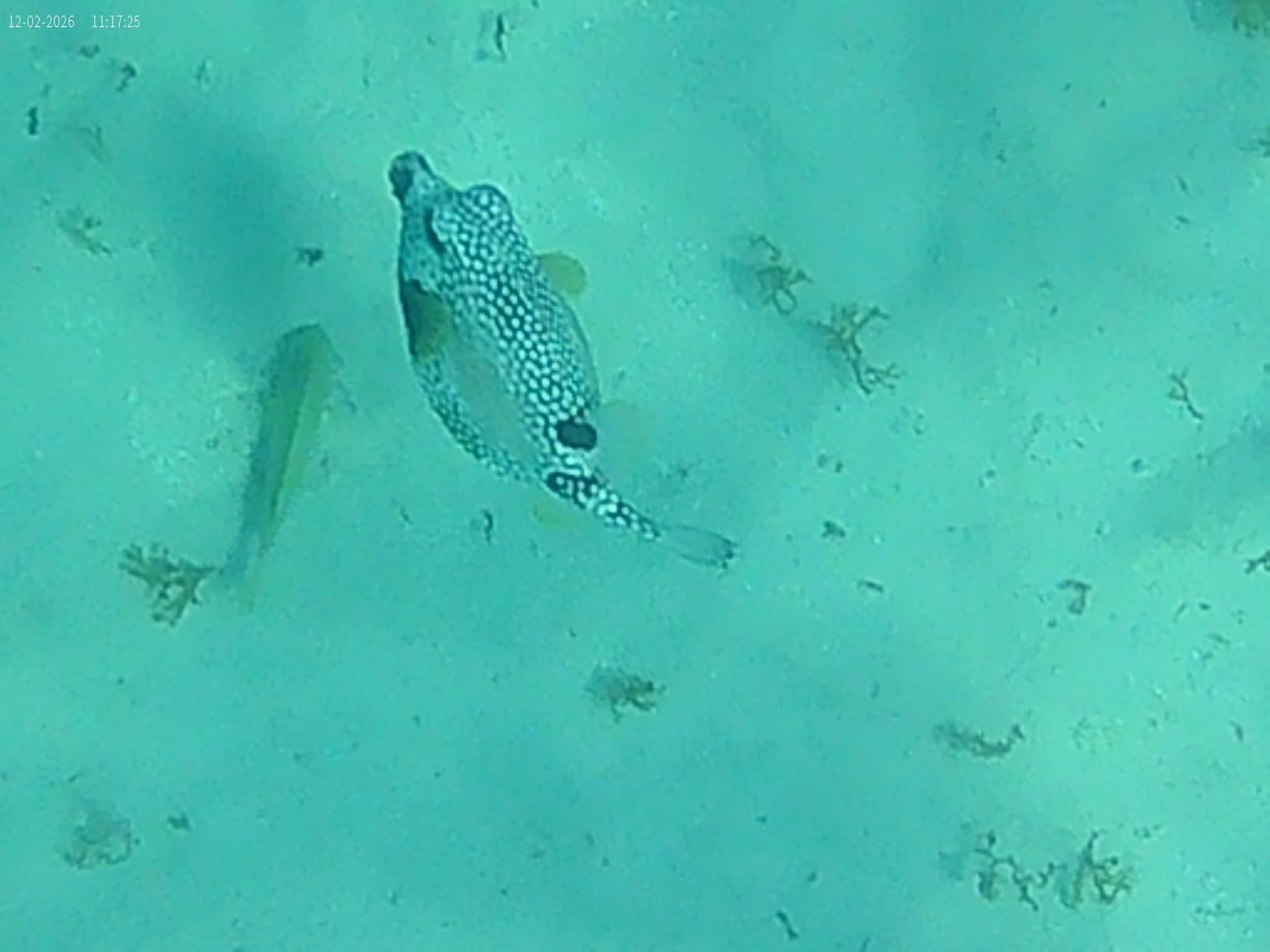 4K 60FPS Action Camera with 64GB Card-48MP Waterproof Camera, 40M Underwater Camera, 8X Zoom, EIS Stabilization, WiFi, Remote Control, Motorcycle Camera with 2 Rechargeable Batteries customer photo 1