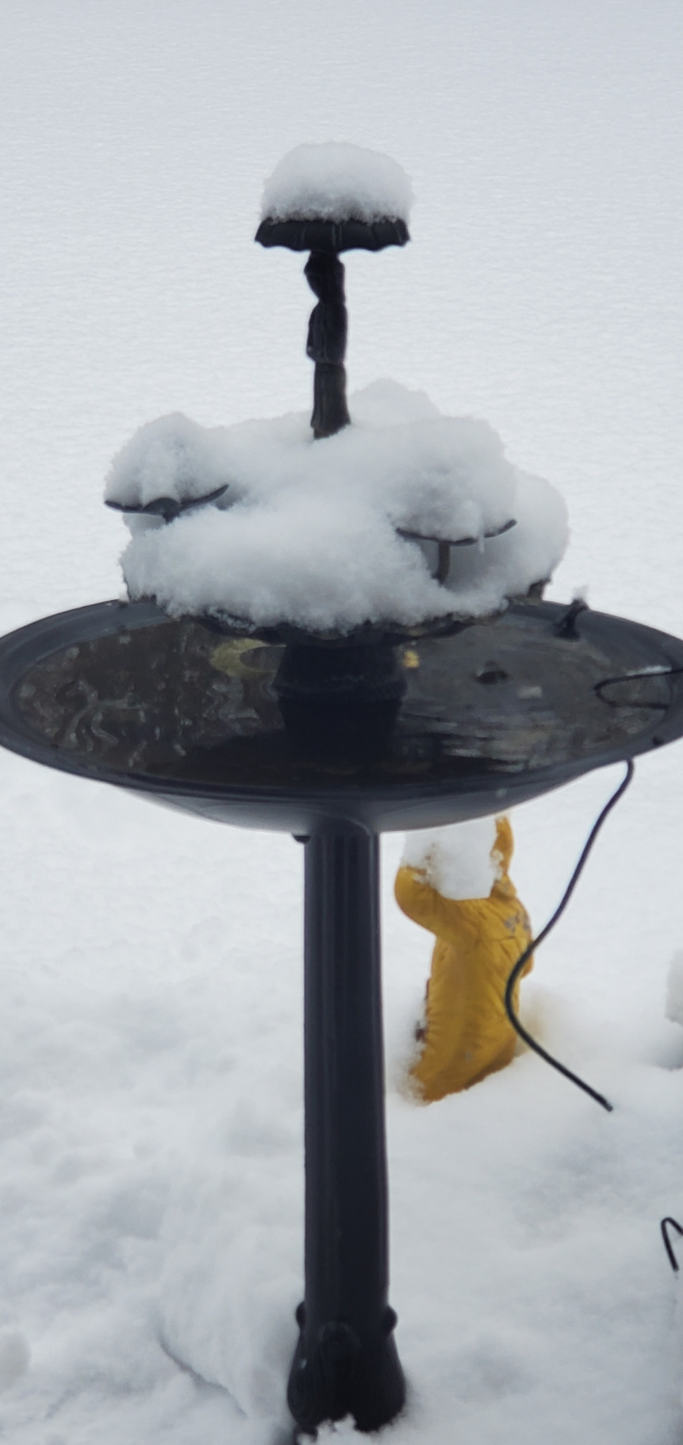 Farm Innovators C-50 Premium Cast Aluminum Birdbath Deicer, Electric Birdbath Warmer with Built-in Thermostat, 150W customer photo 2