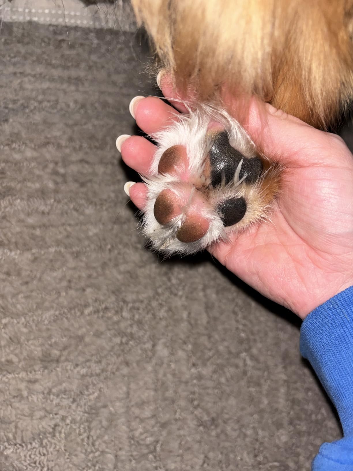 Musher's Secret Dog Paw Wax 60g - Moisturizing Dog Paw Balm - Helps Protect & Heals Cracked Paws - Creates an Invisible Paw Protectors Barrier - All-Natural Nose & Paw Balm with Vitamin E customer photo 2