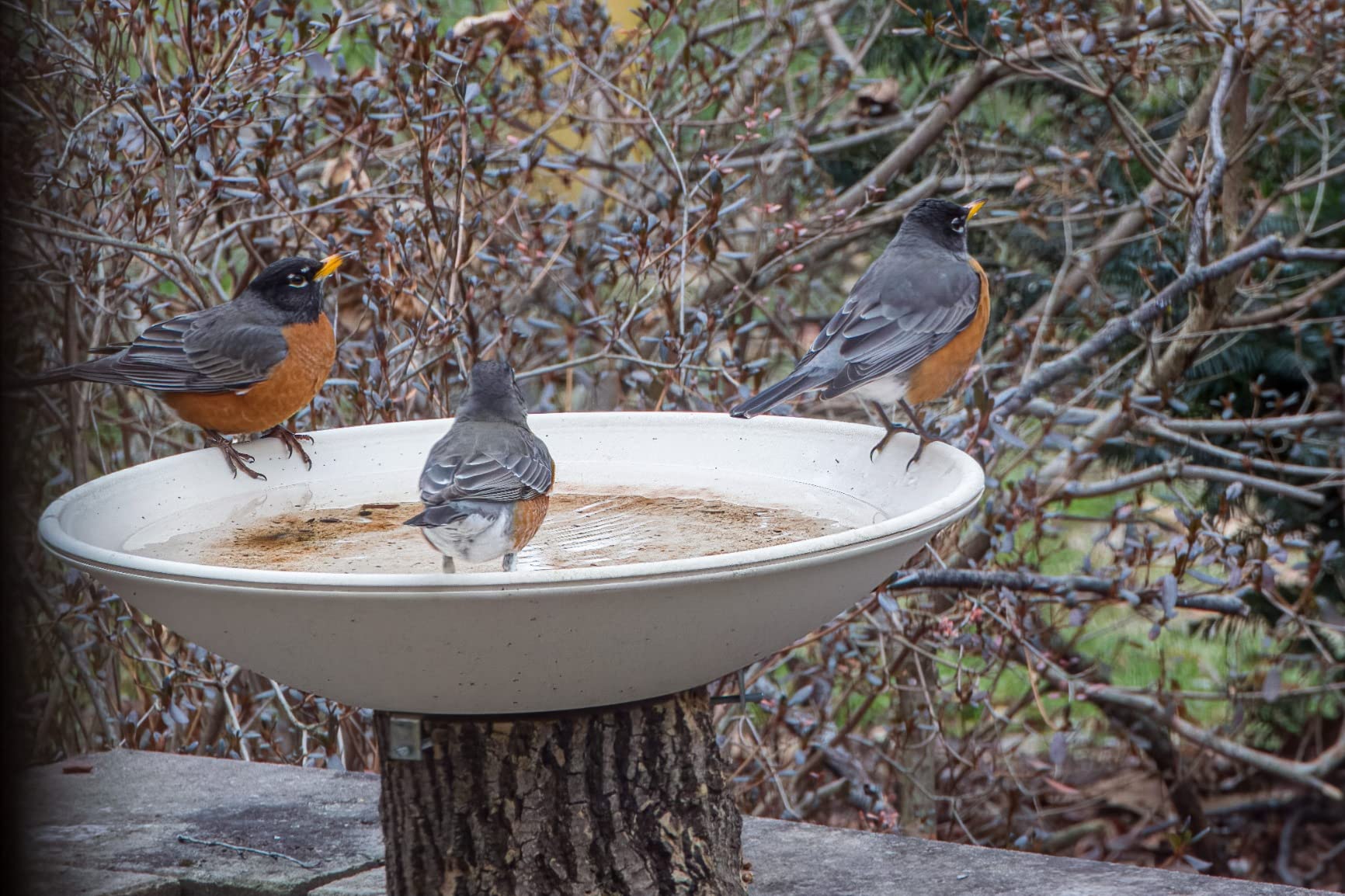 API Heated Birdbath for Outdoors with Mounting Hardware, 150W customer photo 2