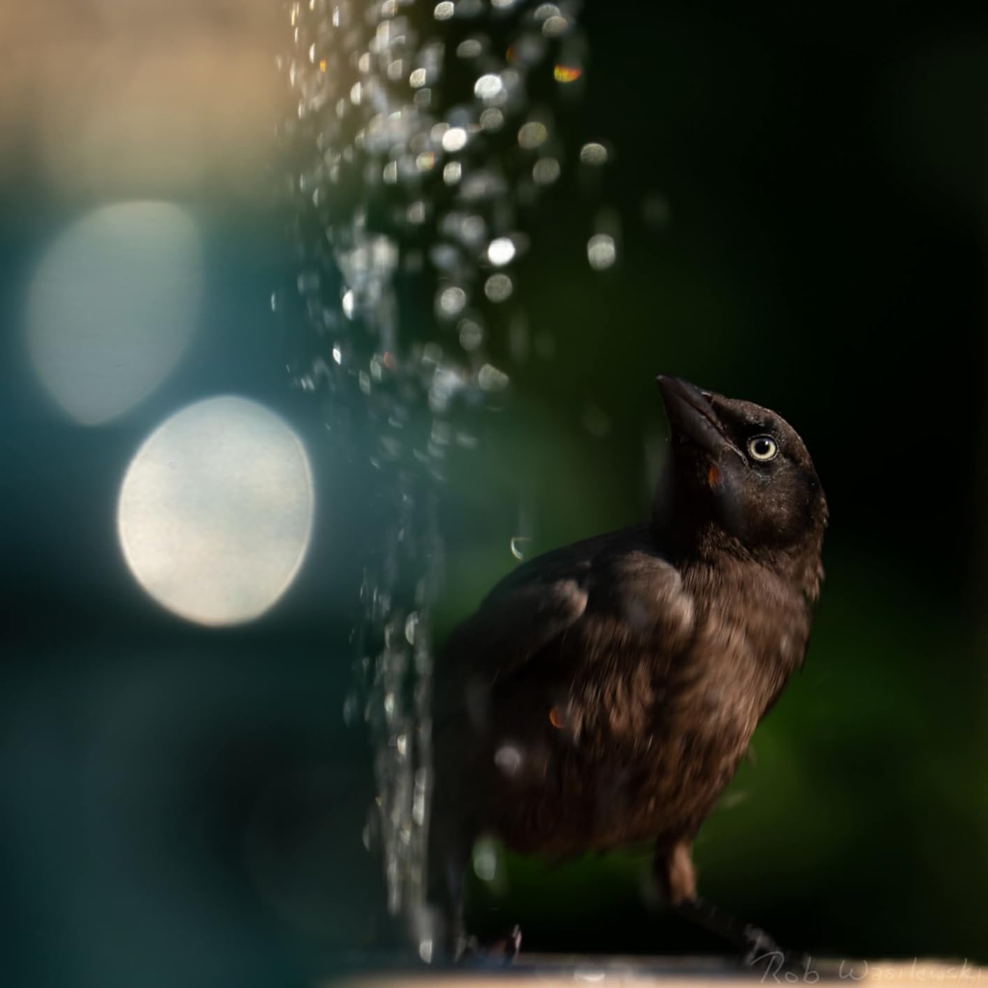 API Heated Bird Bath with Stand or Deck Mount | Outdoor Bird Bath for Winter and All Seasons | 150 Watt | Made in USA customer photo 1