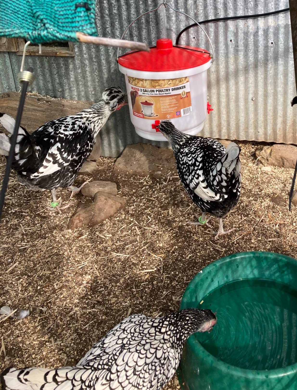 Farm Innovators Heated Chicken Waterer, 3 Gallon Hanging Poultry Water Fountain, 100 Watts - Thermostatic Freeze-Proof Dispenser customer photo 2