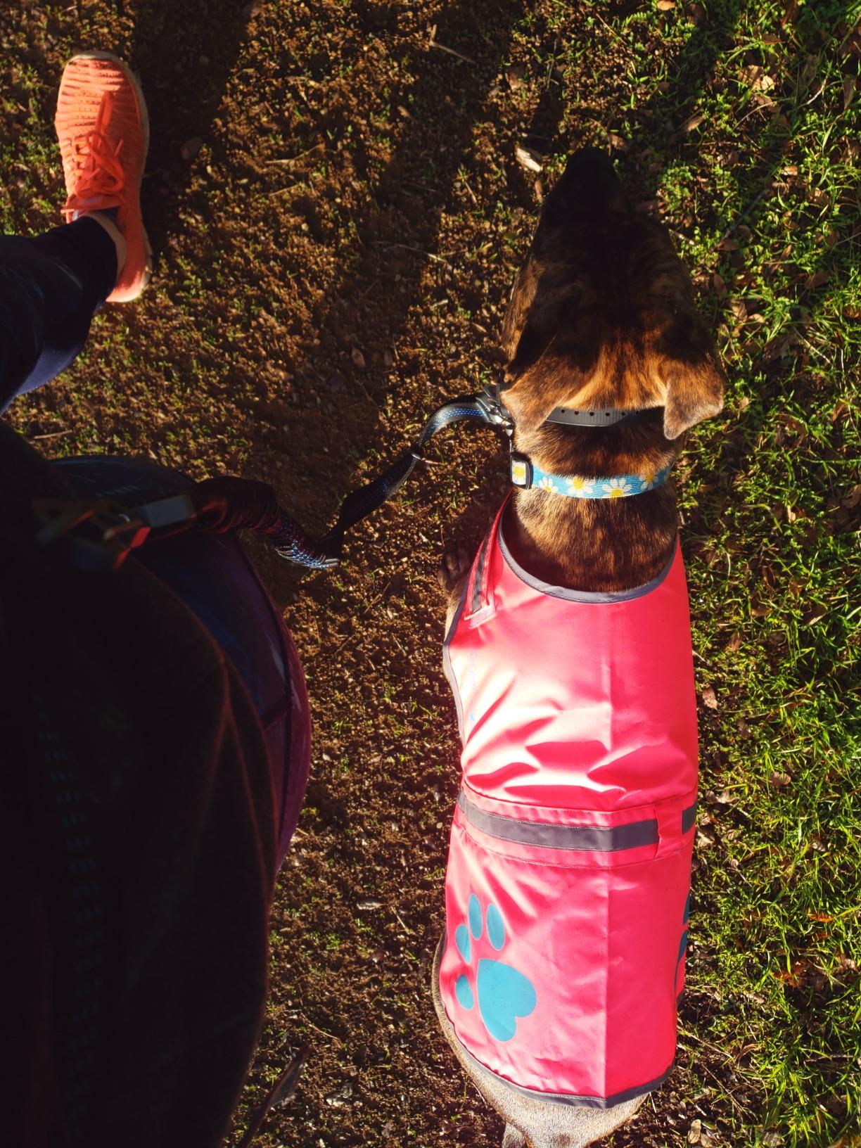Stunt Puppy Stunt Runner Hands-Free Dog Leash, Orange customer photo 1