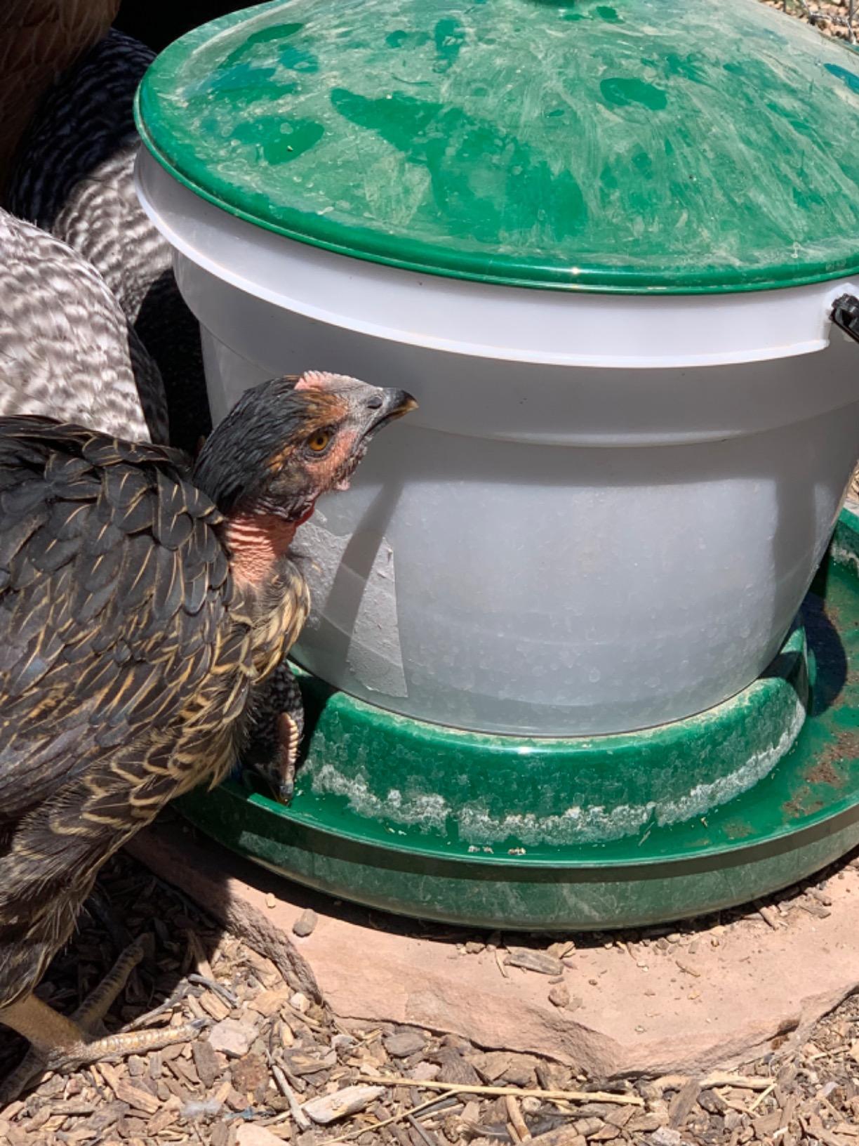 Harris Farms Large Flock Easy-Fill Poultry Drinker, Made with BPA-Free Plastic, Top Fill Design, 6.25 Gallon customer photo 2