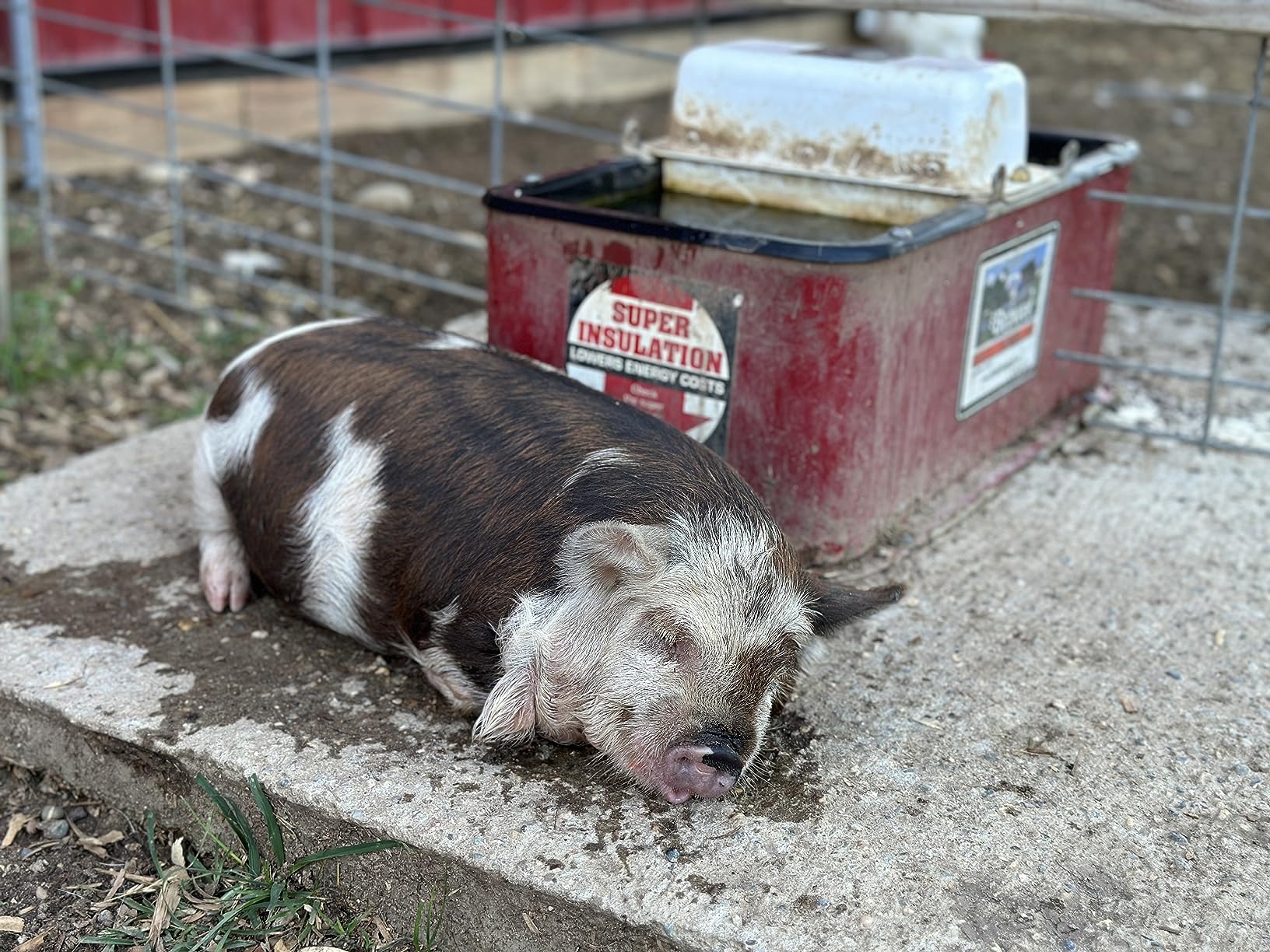Brower Polyurethane Foam Insulated Galvanized Steel Electric Heated Livestock Pig Waterer with Lid and Mud Grates for 150 Hogs, Red customer photo 1