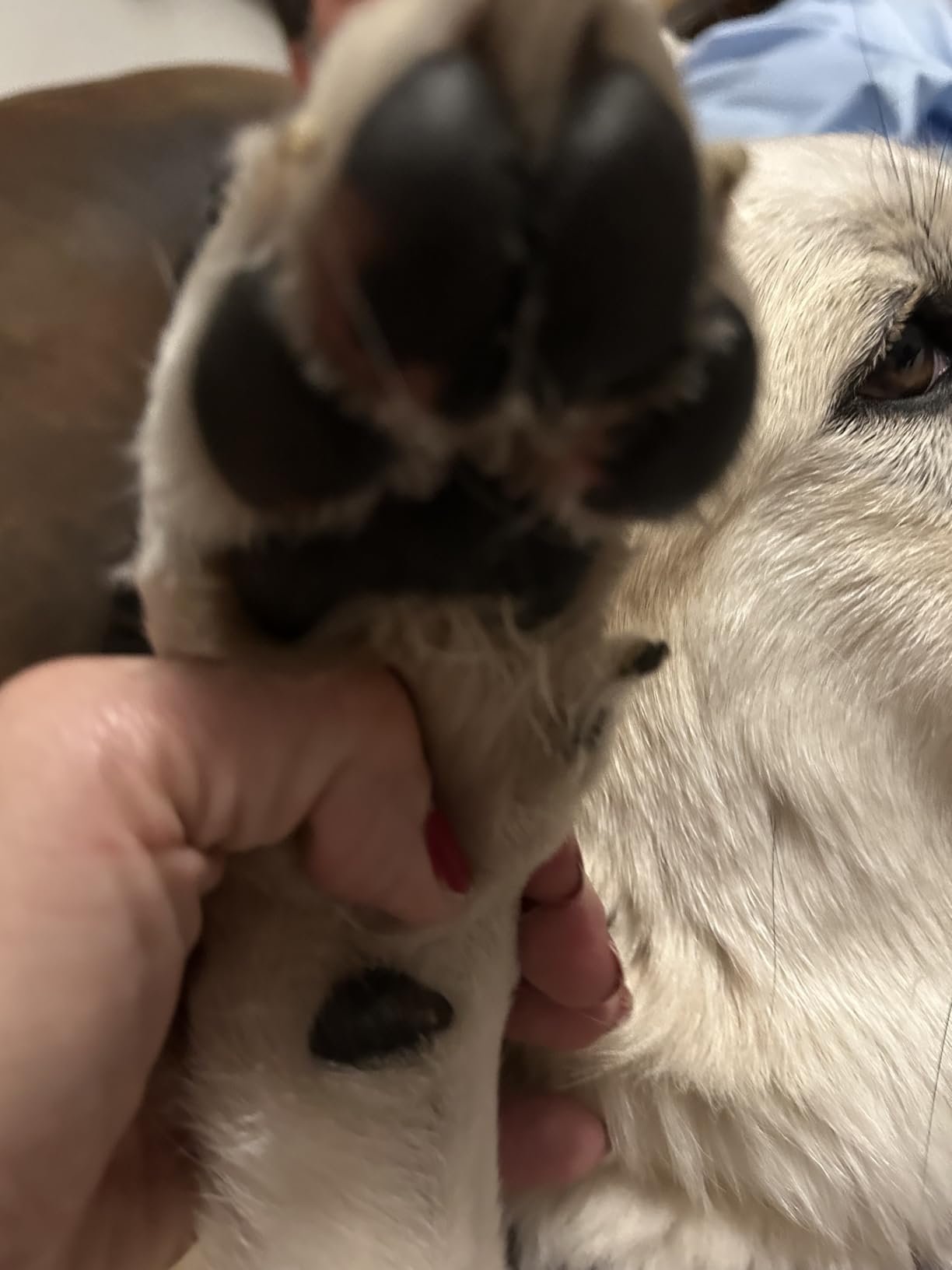 Musher's Secret Dog Paw Wax 454g (16oz) - All-Natural Dog Balm w/ Vitamin E - Helps Protect & Moisturizes Cracked Paws - Invisible Barrier for Hot Pavement, Ice & Salt - Lick-Safe & Non-Toxic customer photo 2