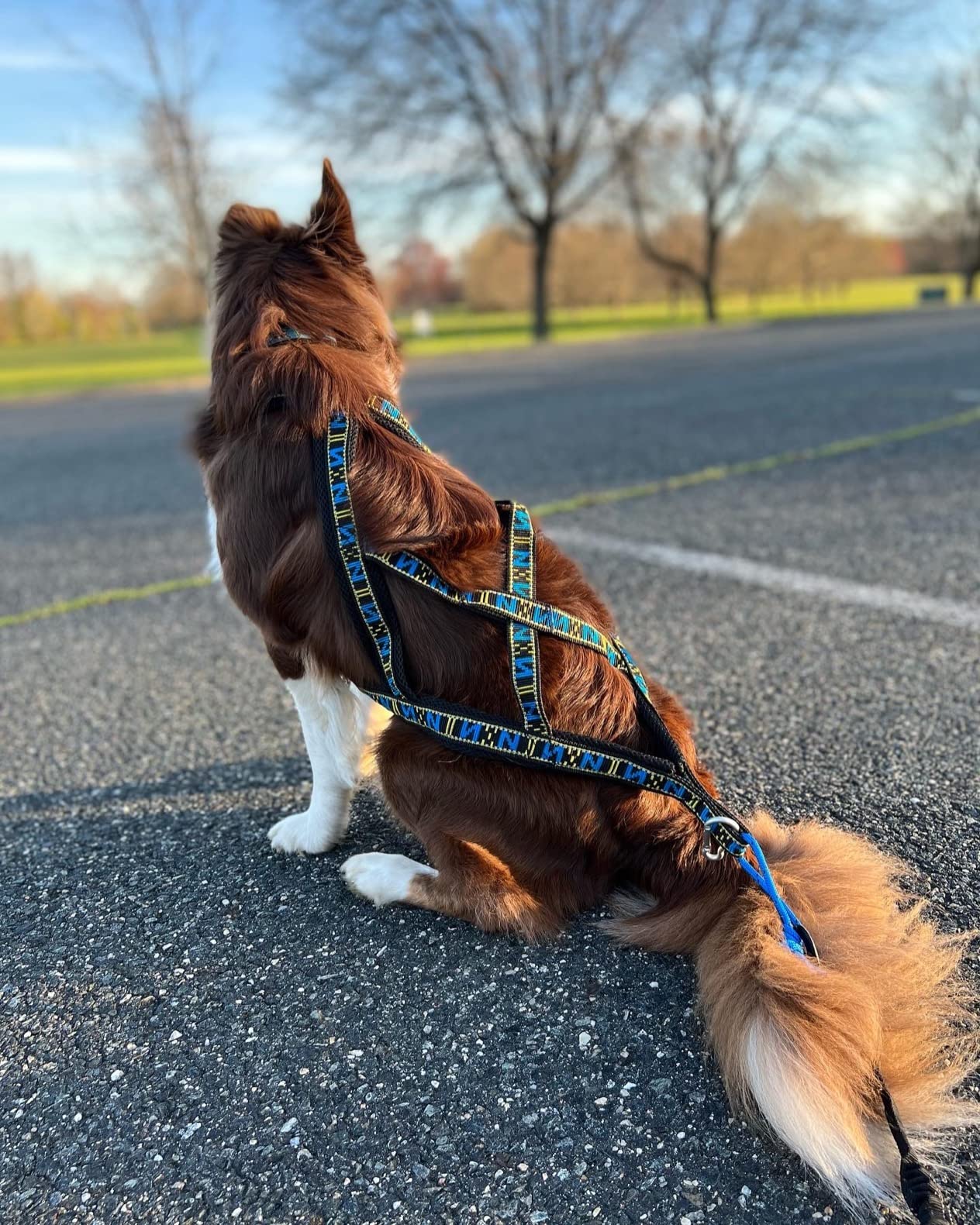 Weight Pulling Sledding Dog Harness X-Back Style Black Medium, 19.5