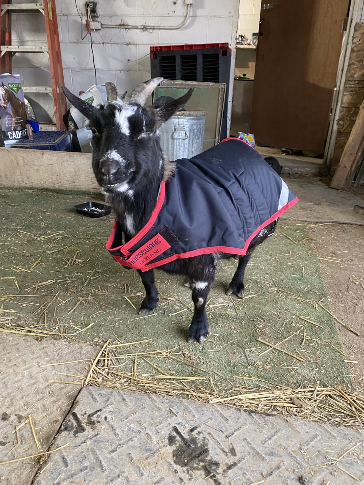 Horseware Ireland Breathable Waterproof Windproof Cold Weather Adjustable Goat Coat (100g Fill), Navy/Red, Large customer photo 1