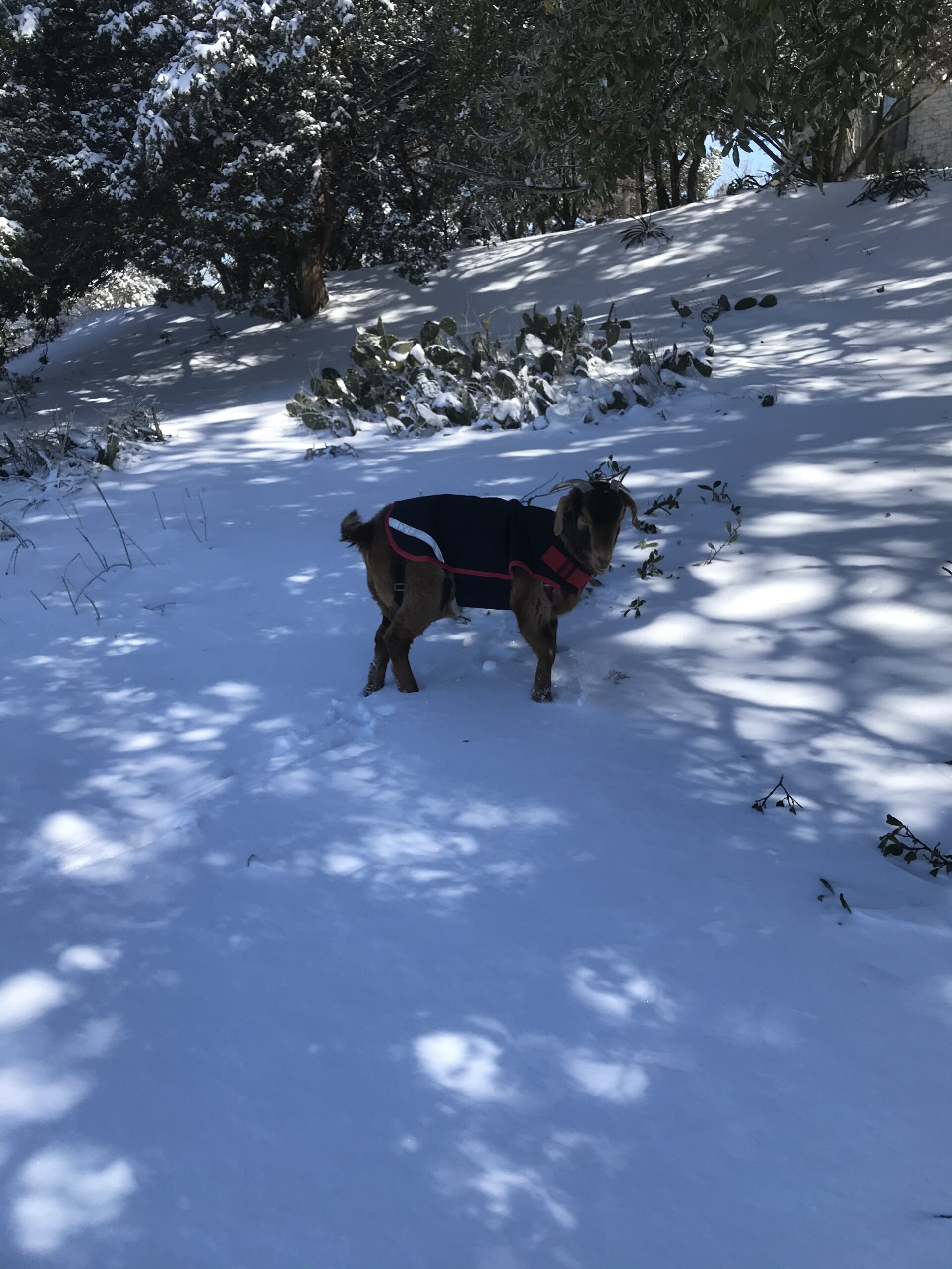 Horseware Ireland Breathable Waterproof Windproof Cold Weather Adjustable Goat Coat (100g Fill), Navy/Red, Large customer photo 2