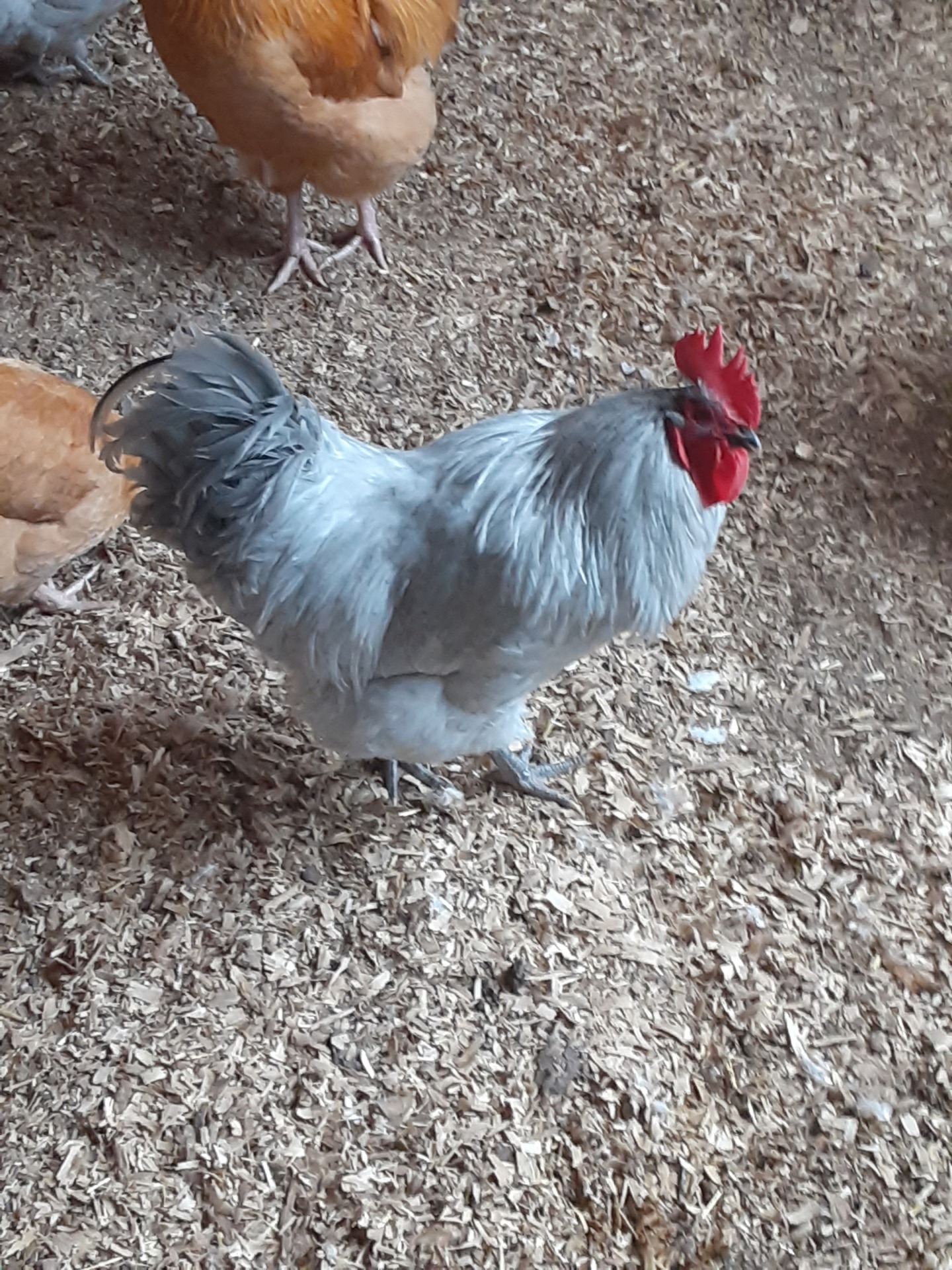 Harris Farms Manna Pro Chicken Supplies | Chicken Waterer Heated Base | Harris Farms Poultry Drinker customer photo 1