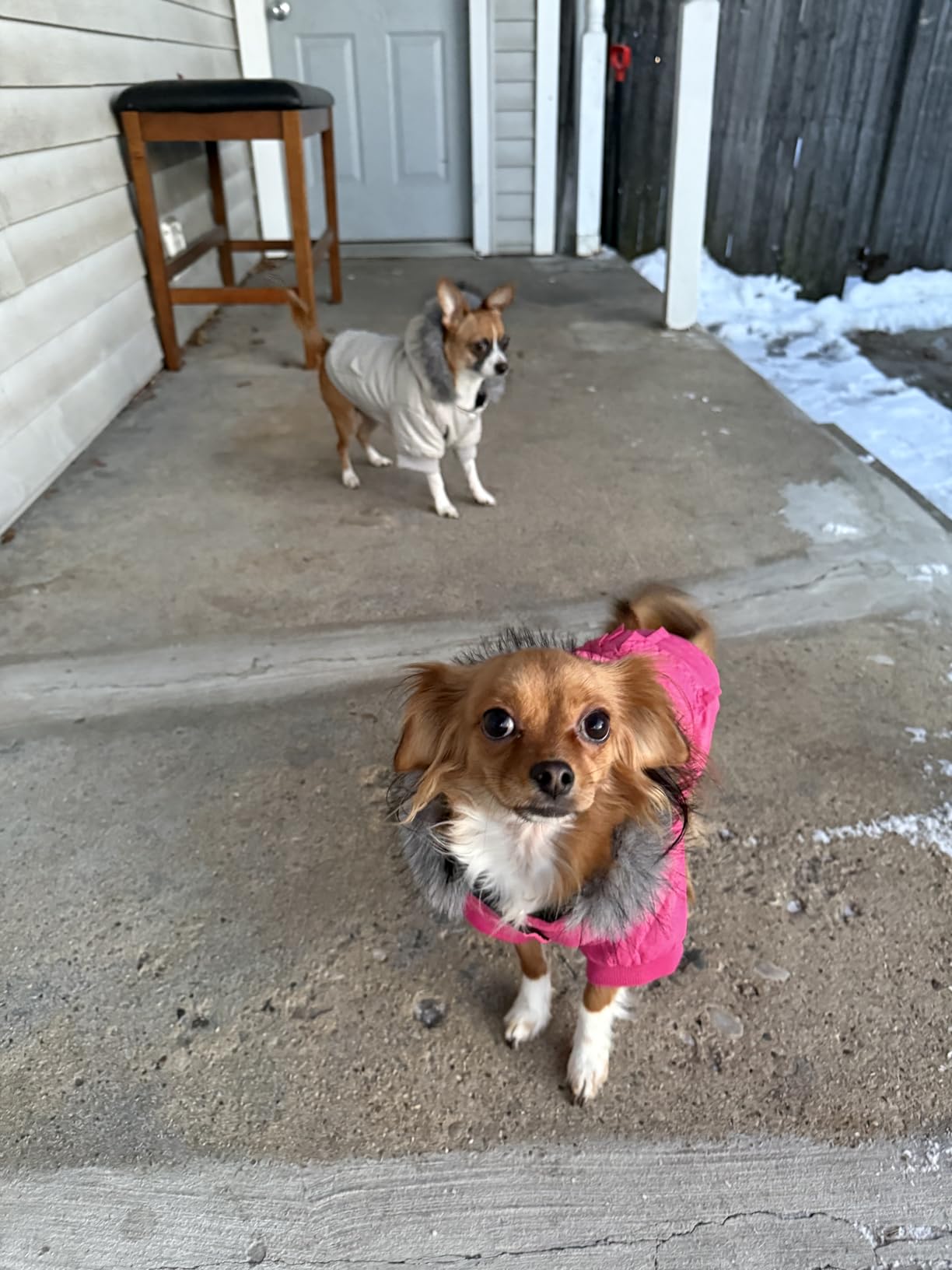 LESYPET Dog Coat for Small Dogs, Windproof Doggie Puffer Jacket with Leash Hole, Extra Warm Dog Jacket Winter Coat customer photo 1