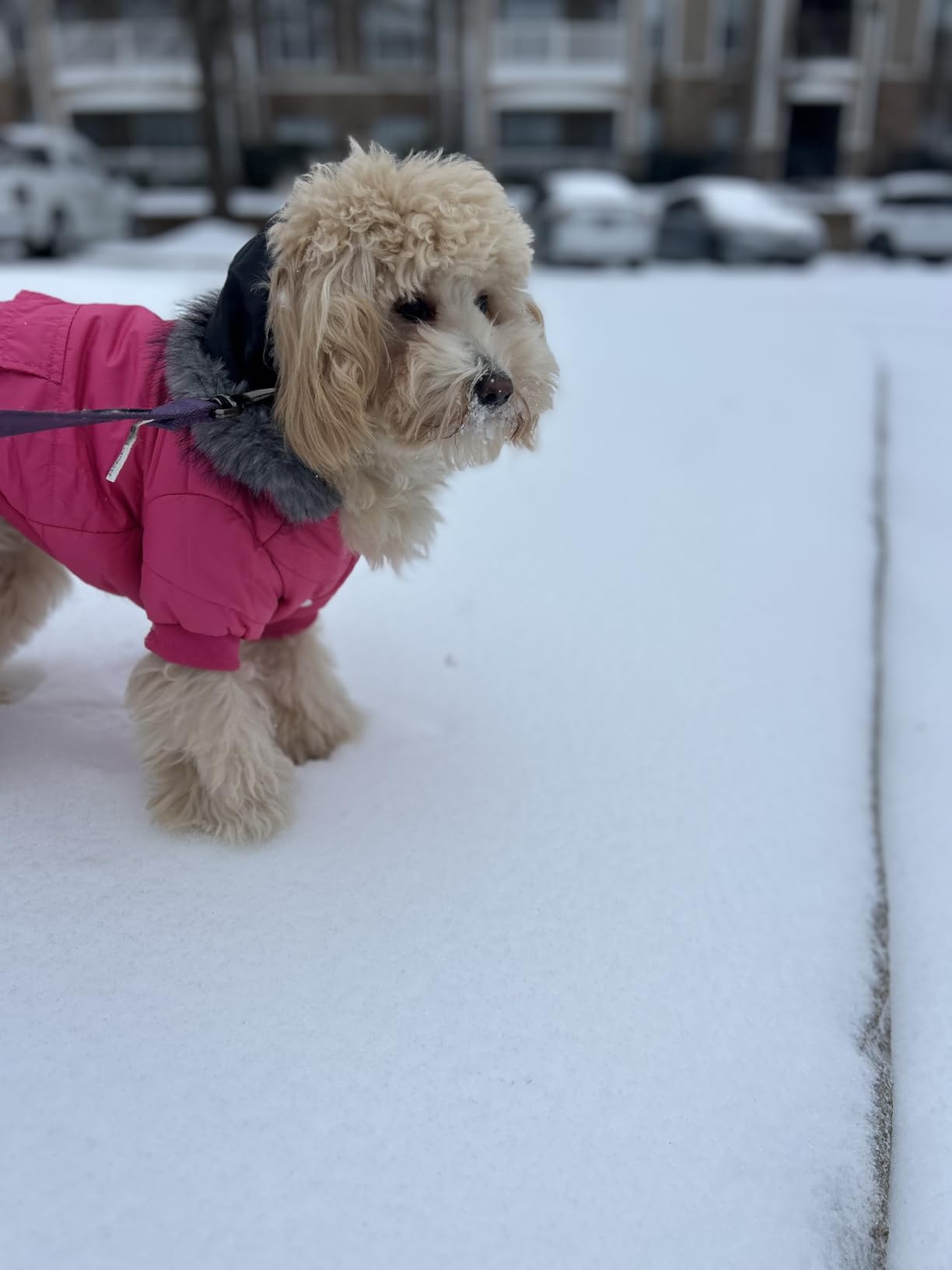 LESYPET Dog Coat for Small Dogs, Windproof Doggie Puffer Jacket with Leash Hole, Extra Warm Dog Jacket Winter Coat customer photo 2