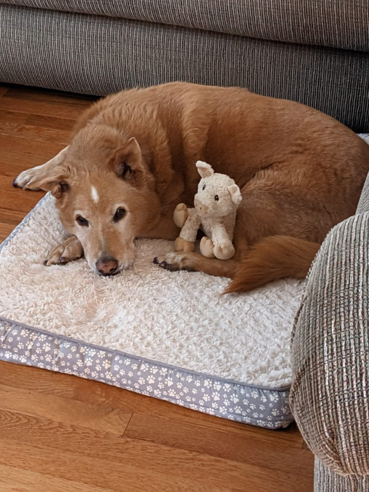 Dr. Buzby's Large ToeGrips for Dogs - Instant Traction on Wood/Hardwood Floors - Anti Slip Relief - Grippers for Senior Dogs - Stop Sliding Instantly - Rubber Nails for Paws customer photo 1
