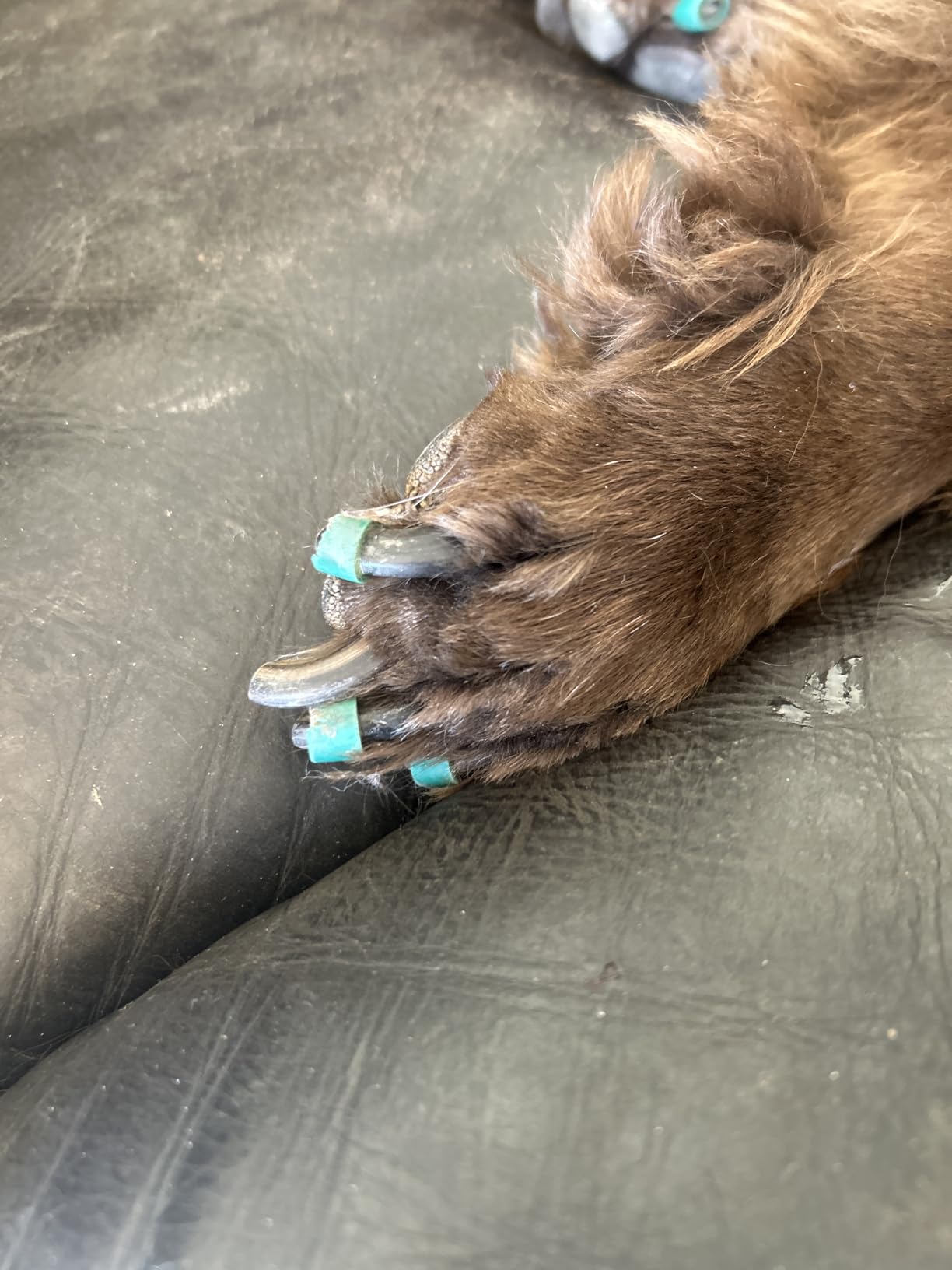 Dr. Buzby's Large ToeGrips for Dogs - Instant Traction on Wood/Hardwood Floors - Anti Slip Relief - Grippers for Senior Dogs - Stop Sliding Instantly - Rubber Nails for Paws customer photo 2