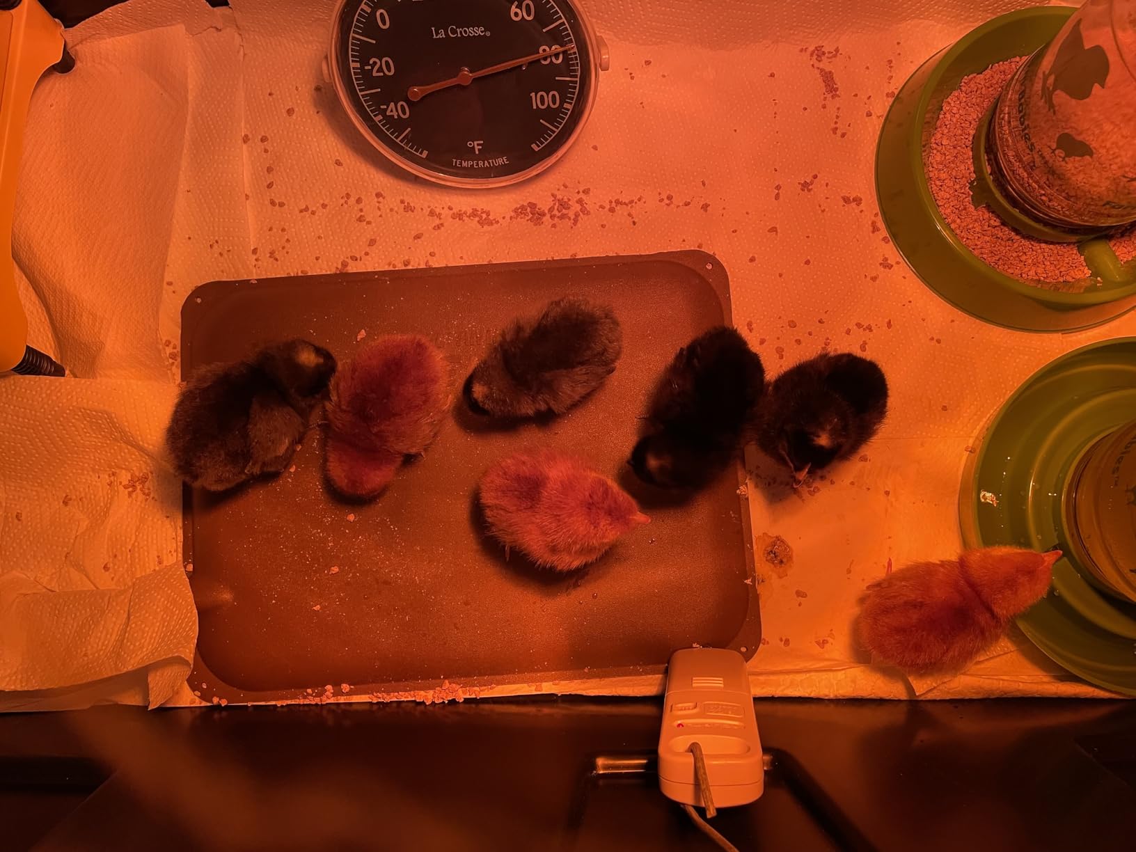 K&H Pet Products Thermo-Peep Chicken Heating Pad for Brooders and Chicken Coops, Warming Heat Plate for Chicks and Ducklings, Safety Listed Poultry Heat Lamp Alternative - Petite 12 X 9in, Tan 25W customer photo 1