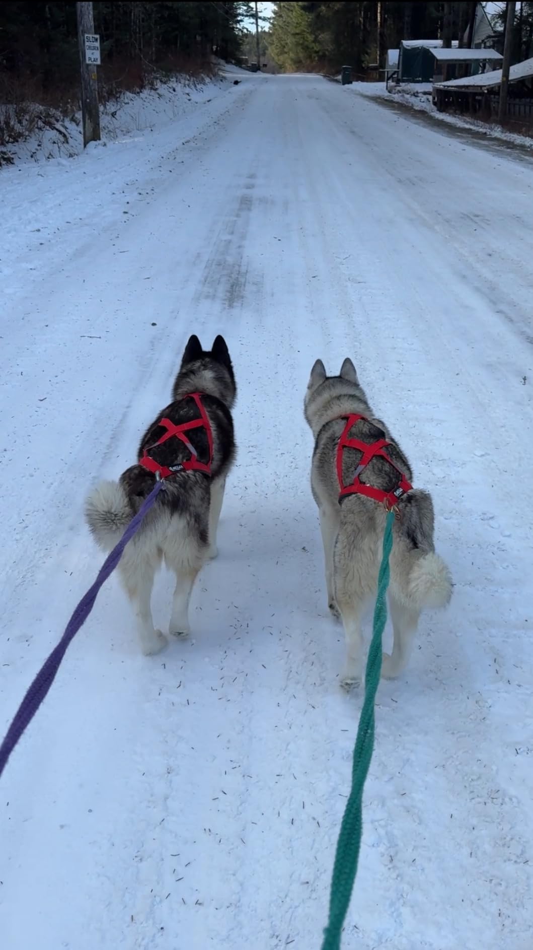 Neewa Pro Sled Dog Harness (Red, Medium) customer photo 1
