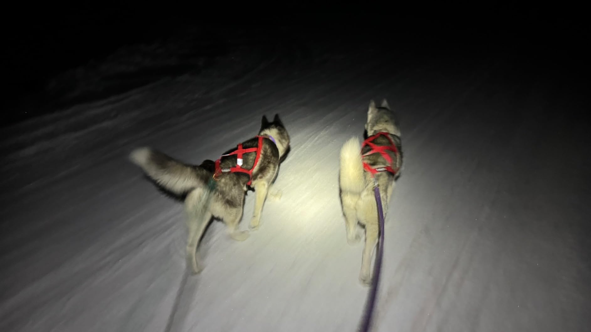 Neewa Pro Sled Dog Harness (Red, Medium) customer photo 2