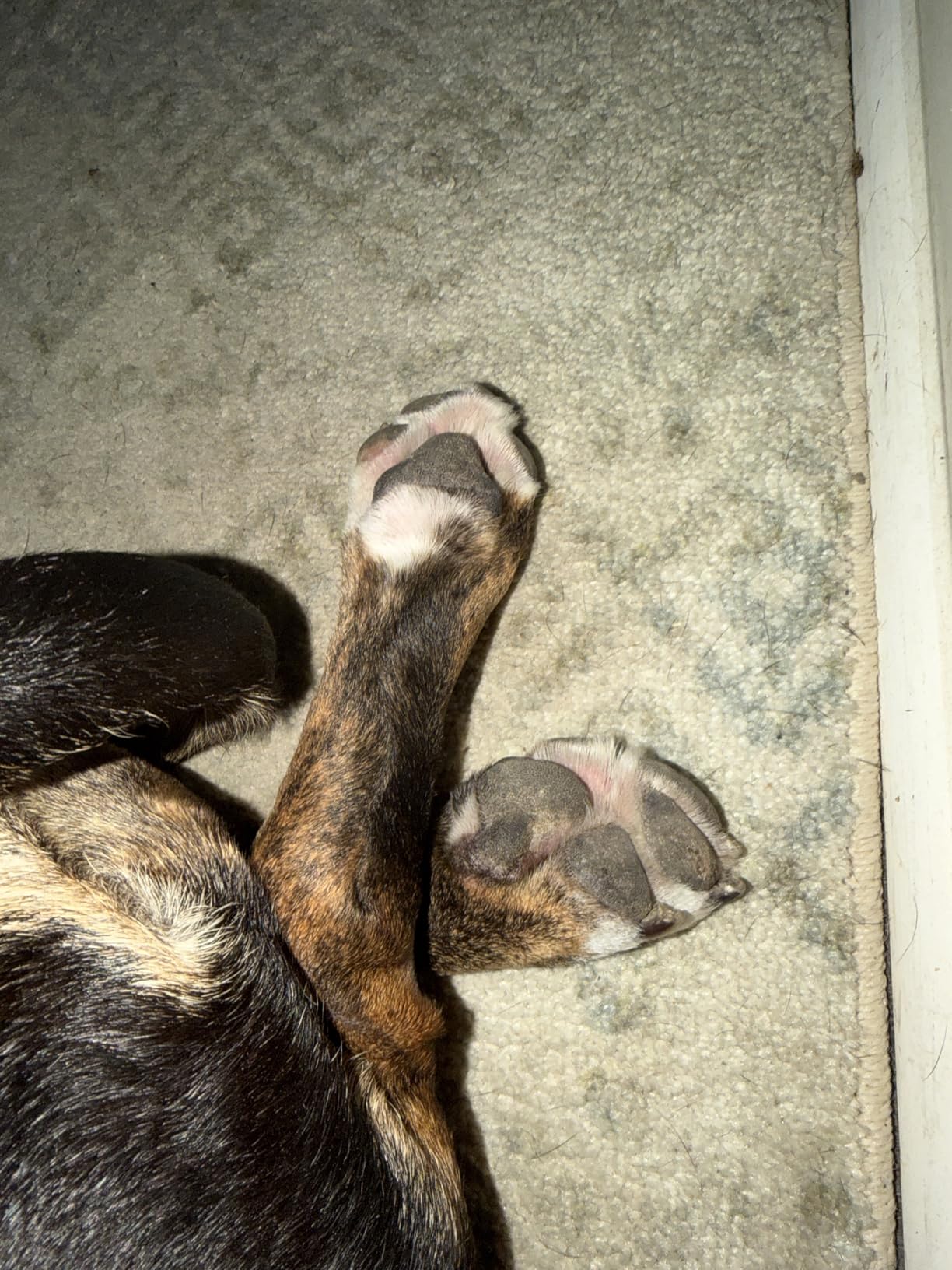 Paw Soother Balm & Wax - Dog Paw Balm & Moisturizer for Dry, Cracked Paw Pads, Helps Moisturize & Condition Worn Paws, Coconut Oil & Calendula, Daily Paw Care, 2 oz Stick customer photo 1