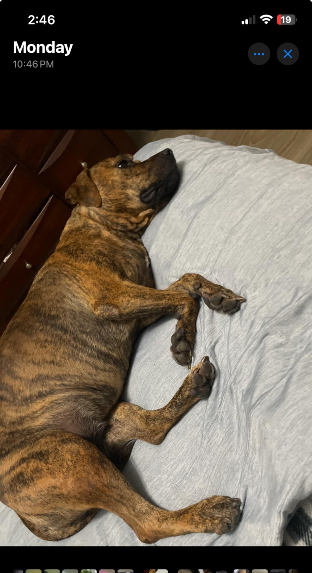 Paw Soother Balm & Wax - Dog Paw Balm & Moisturizer for Dry, Cracked Paw Pads, Helps Moisturize & Condition Worn Paws, Coconut Oil & Calendula, Daily Paw Care, 2 oz Stick customer photo 2