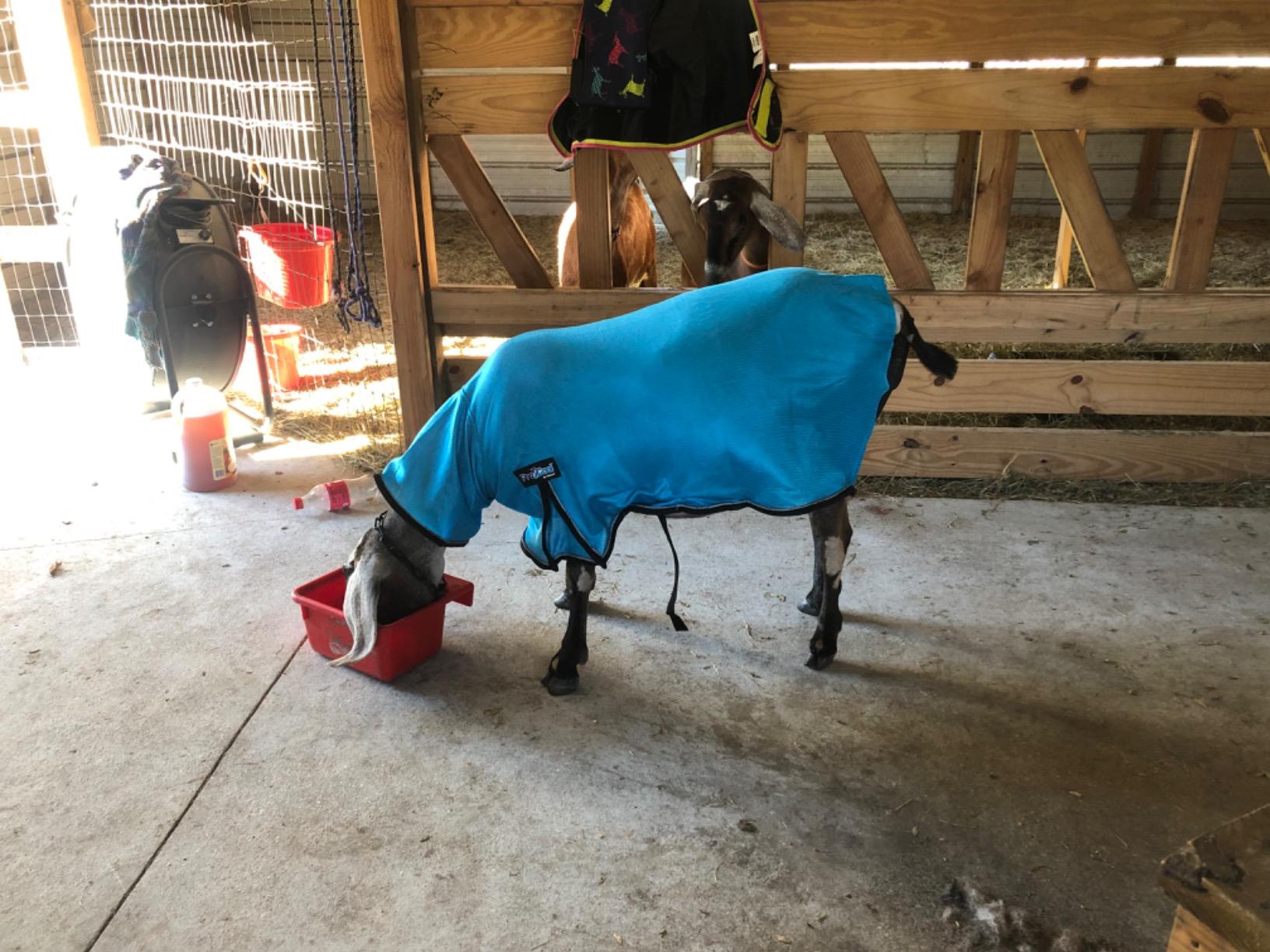 Weaver Livestock ProCool Goat Blanket customer photo 1