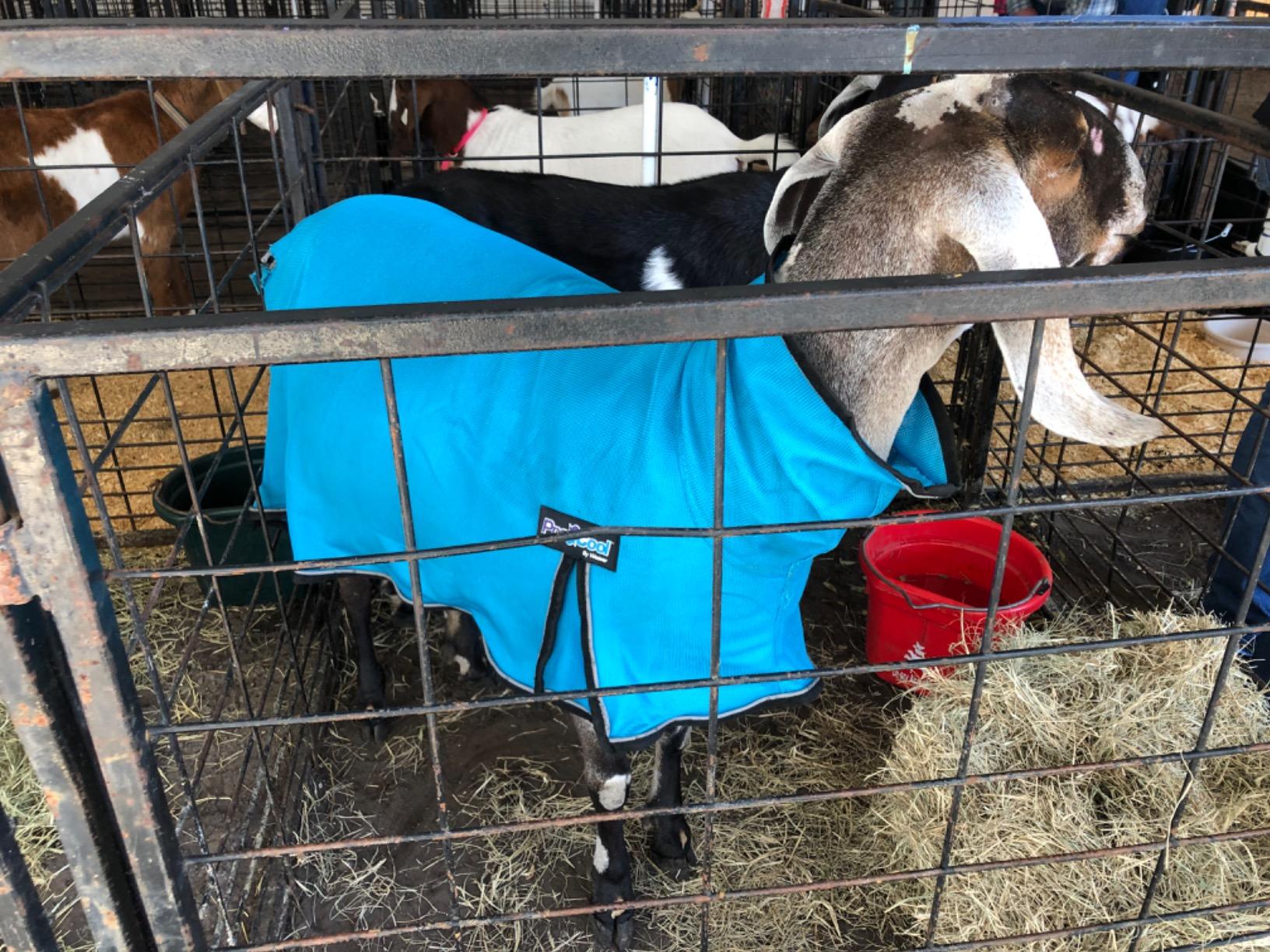 Weaver Livestock ProCool Goat Blanket customer photo 2