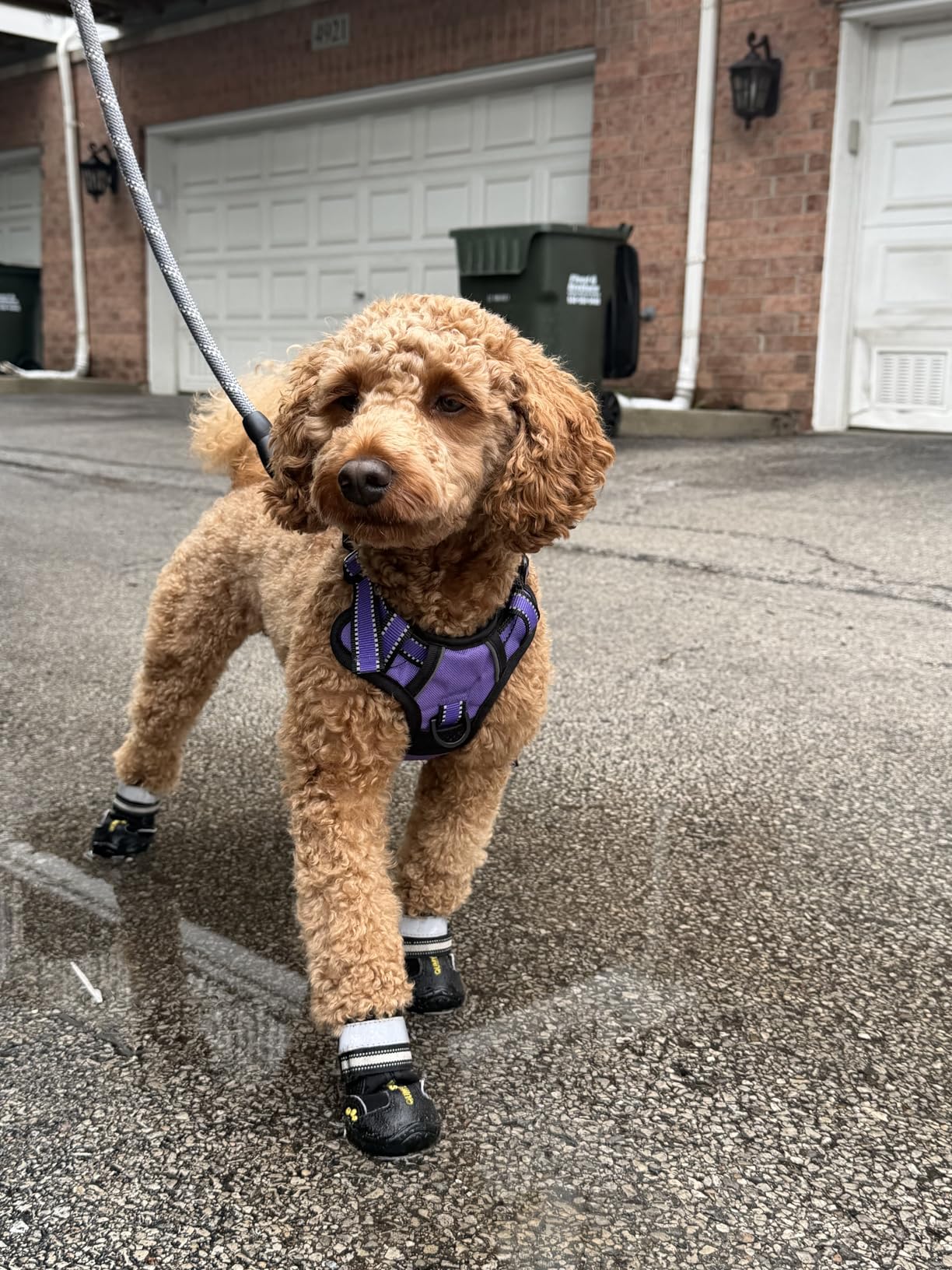 QUMY Dog Shoes for Large Dogs, Medium Dog Boots & Paw Protectors for Winter Snowy Day, Water-Resistant, Skid-Resistant Sole customer photo 2