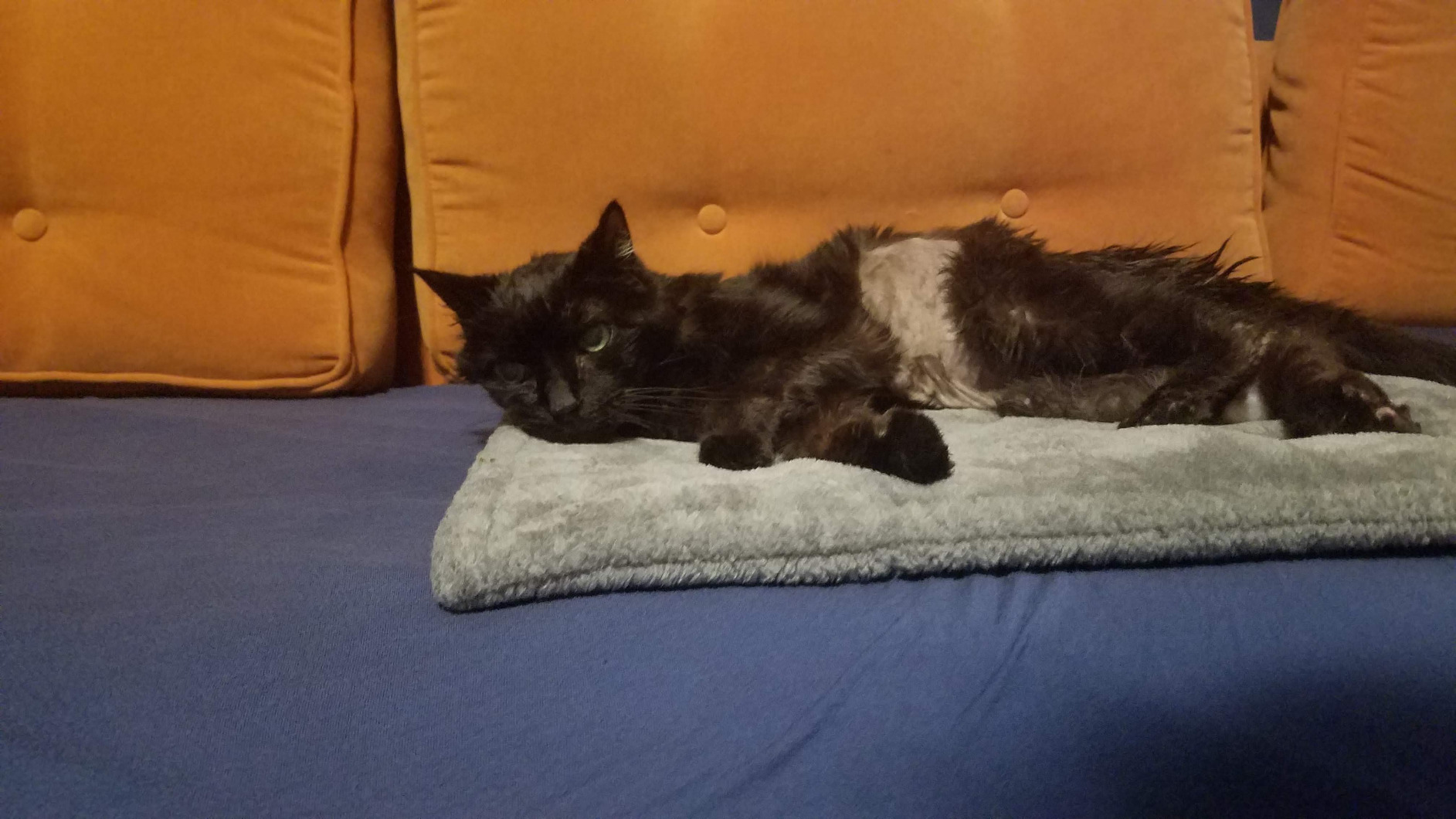 FurHaven ThermaNAP Self Warming Cat Mat, Dog Bed for Crates with Self-Warming Technology for Cozy Rest, Fully Machine Washable, Small, Plush Faux Fur, Cream customer photo 2