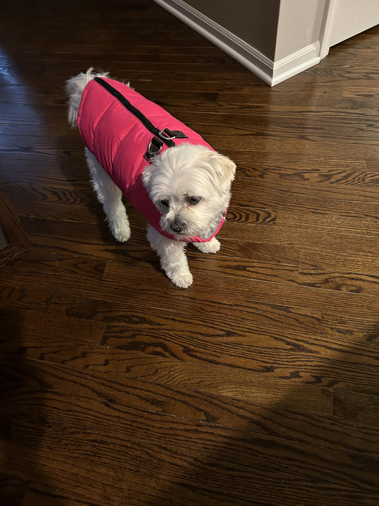 Gooby Padded Vest Dog Jacket - Warm Zip Up Vest Fleece Jacket with Dual D Ring Leash Water Resistant for Small to Medium Dogs customer photo 1