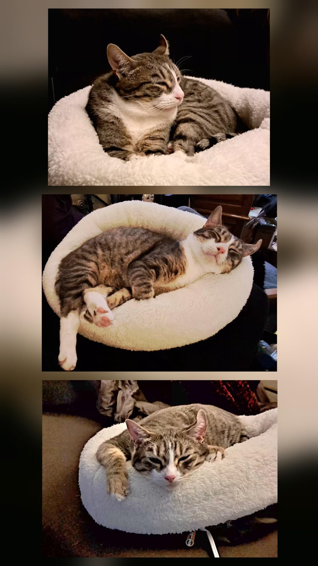 K&H Pet Products Heated Cat Bed Indoor, Thermo-Snuggle Cup Bomber Soft Heated Pet Bed for Large Indoor Cats and Small Dogs, Machine Washable, Waterproof Heated Pad, Safety Listed - 18 X 14in Gray customer photo 2