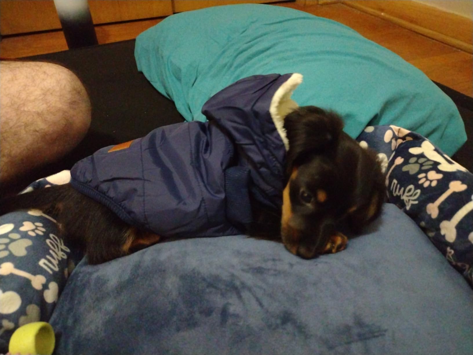 Vecomfy Fleece Lining Extra Warm Dog Hoodie in Winter, Small Dog Jacket Puppy Coats with Hooded customer photo 1