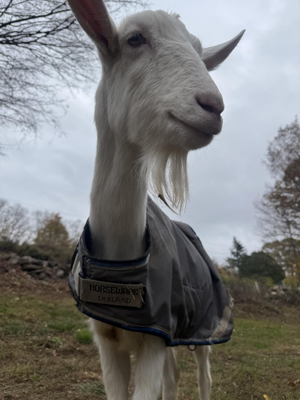Horseware Goat Rug 100g customer photo 1
