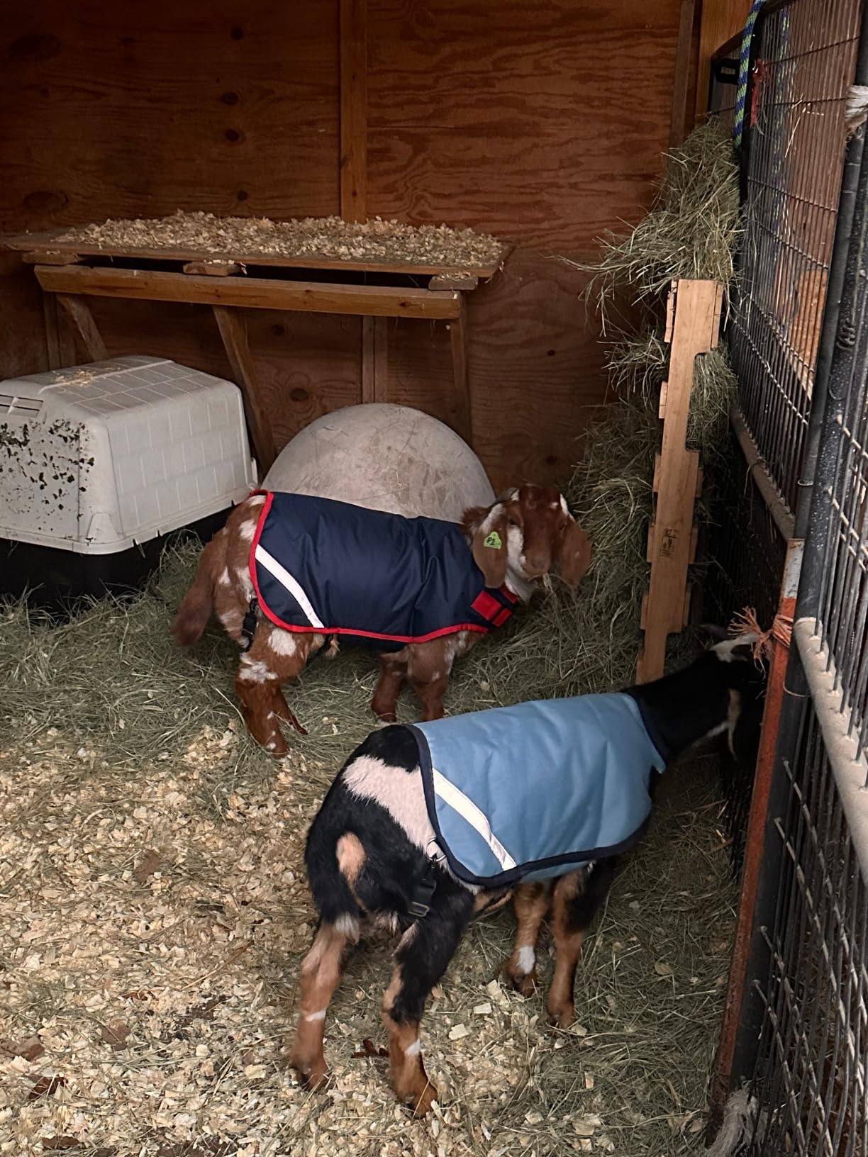 Horseware Goat Rug 100g customer photo 2