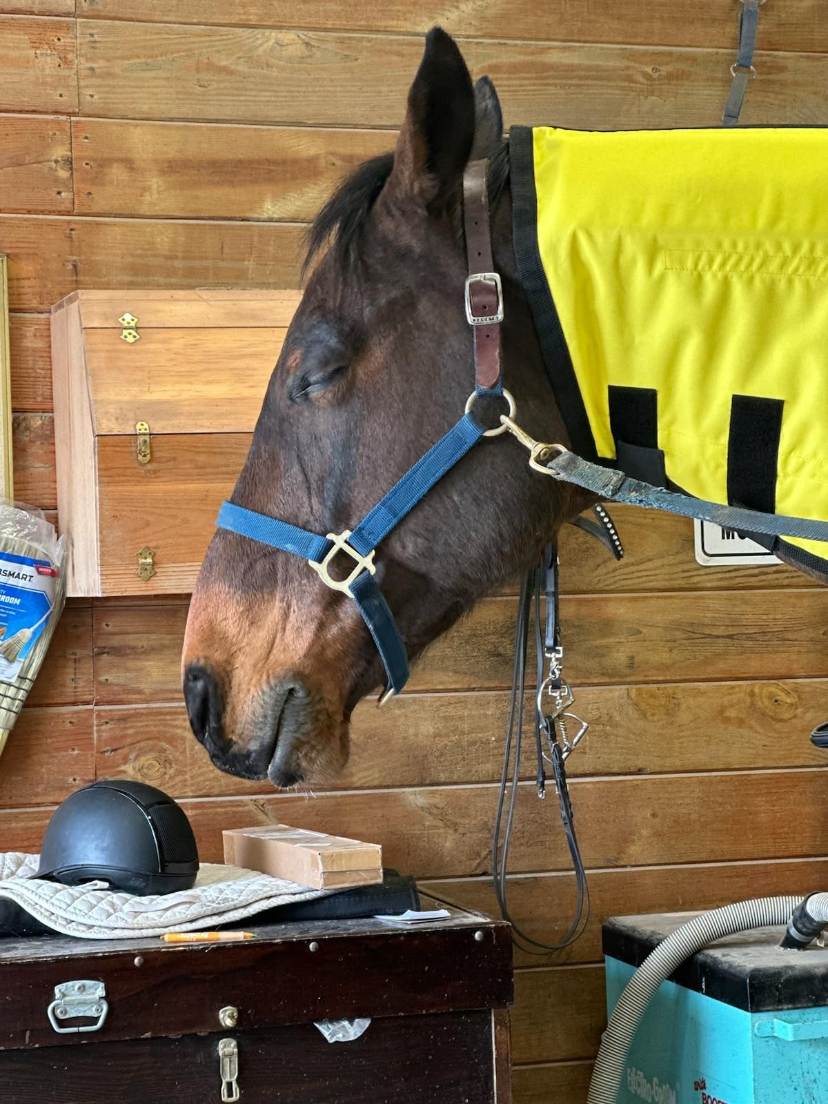 Thermotex Equine Blanket. 12 Far Infrared Insert Horse Therapy Heated Treatment Blanket. Helps to Relive Back Ache, Muscle and Joint Pain, Tying Up. Machine Washable Cover. customer photo 1