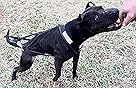 Neewa X-Back Racing Harness - Small/Medium, Black | High-Performance, Reflective Gear for Slim, Long-Bodied Dogs | Suitable for Canicross, Skijoring | Neck 13in, Chest 28in, Back 23in customer photo 1