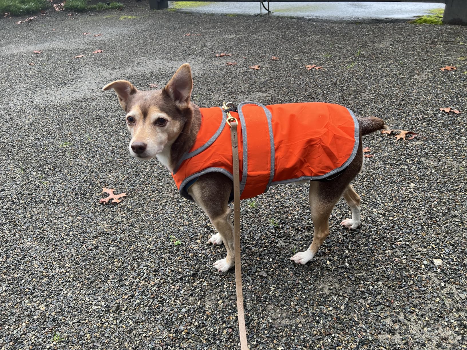 MIGOHI Warm Dog Coat Winter Dog Jacket, Waterproof Cold Weather Coats for Dogs, Fleece Jacket for Small Medium Large Dogs, Reflective Thick Fleece Vest with Leash Hole customer photo 1