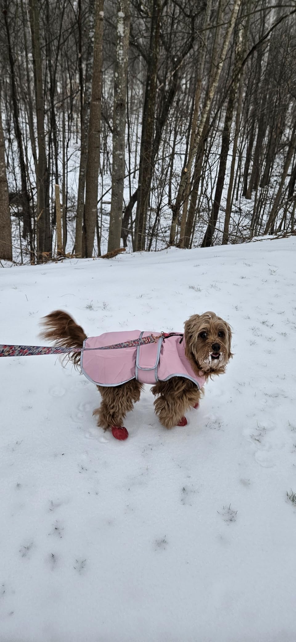 MIGOHI Warm Dog Coat Winter Dog Jacket, Waterproof Cold Weather Coats for Dogs, Fleece Jacket for Small Medium Large Dogs, Reflective Thick Fleece Vest with Leash Hole customer photo 2