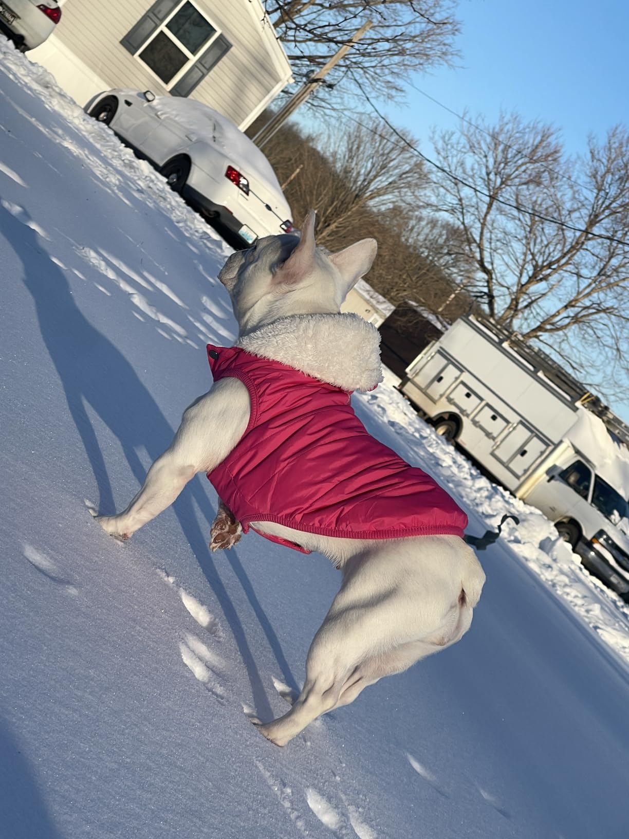 SAWMONG Waterproof Dog Winter Coat, Warm Fleece Lined Dog Jacket with Hood, Windproof Puppy Coat, Pet Apparel Vest customer photo 1