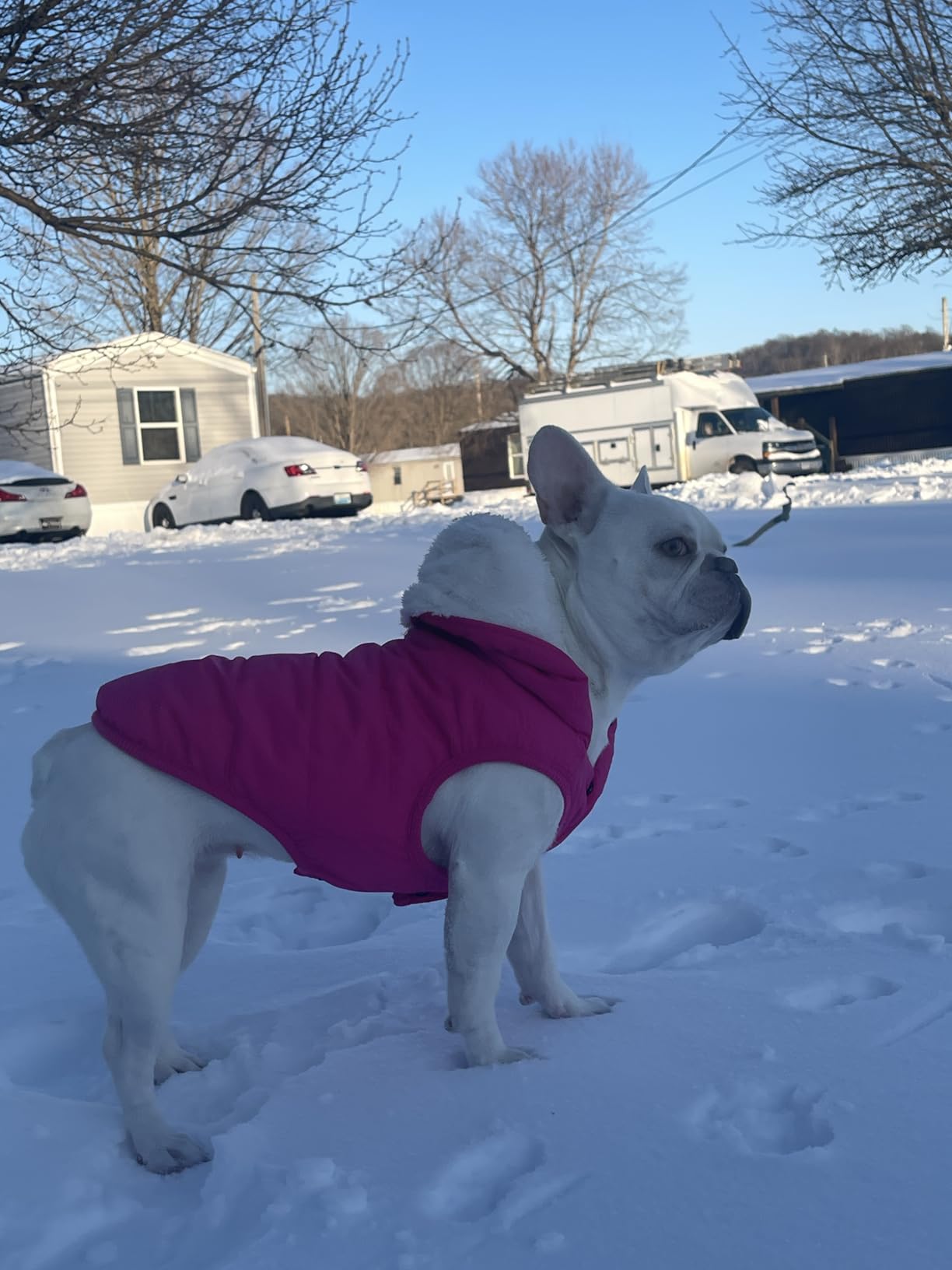 SAWMONG Waterproof Dog Winter Coat, Warm Fleece Lined Dog Jacket with Hood, Windproof Puppy Coat, Pet Apparel Vest customer photo 2