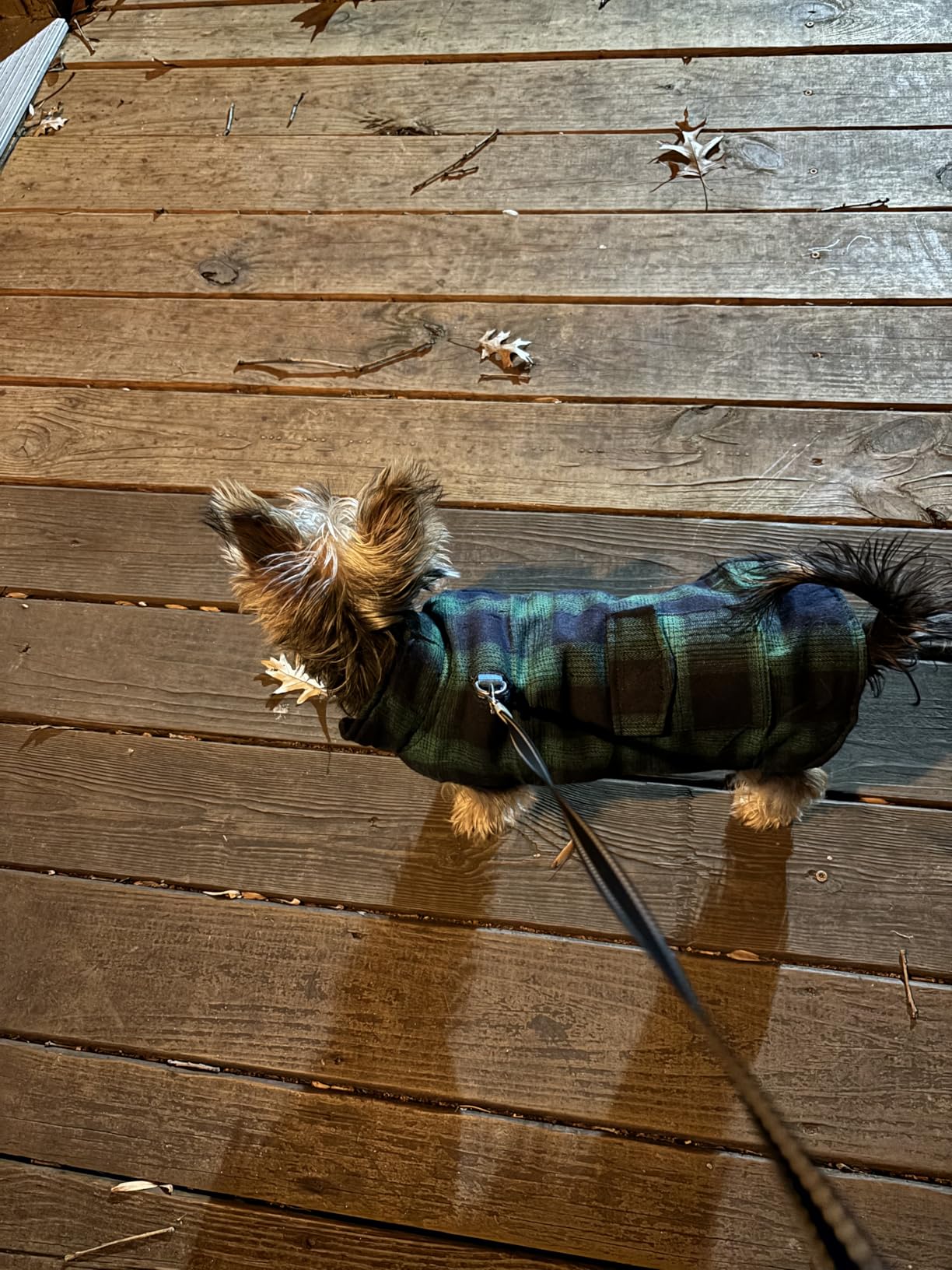 Kuoser Reversible Winter Coat, British Style Jacket for Small Dogs, Warm Windproof Puppy Cold Weather Clothes Vest, Green XS customer photo 2