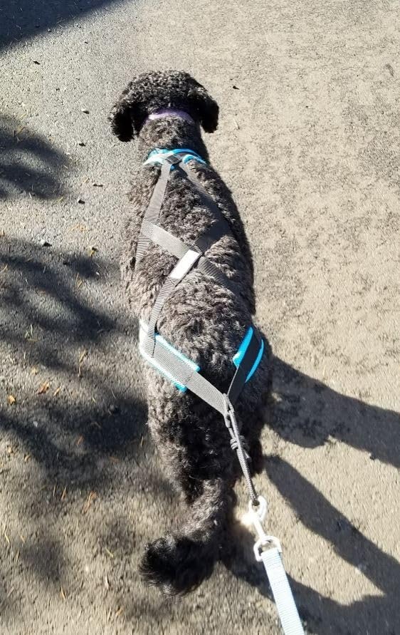 Dog Pulling Harness, XBack for Canicross, Dog Sport, Bike Joring, Ski Joring, Sled Harness, Dog mushing, Dog Running Harness, Black Lightblue customer photo 1
