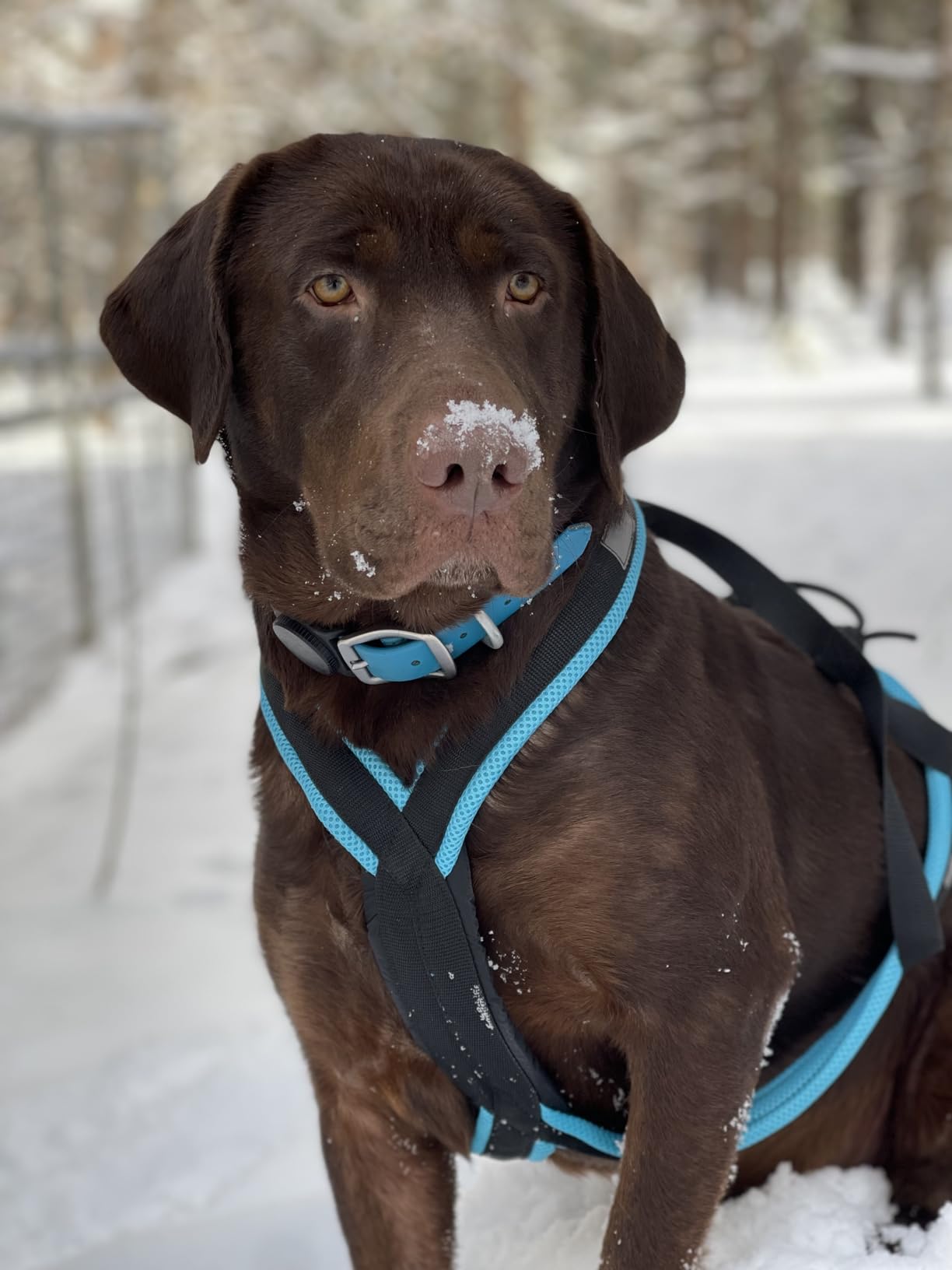 Dog Pulling Harness, XBack for Canicross, Dog Sport, Bike Joring, Ski Joring, Sled Harness, Dog mushing, Dog Running Harness, Black Lightblue customer photo 2