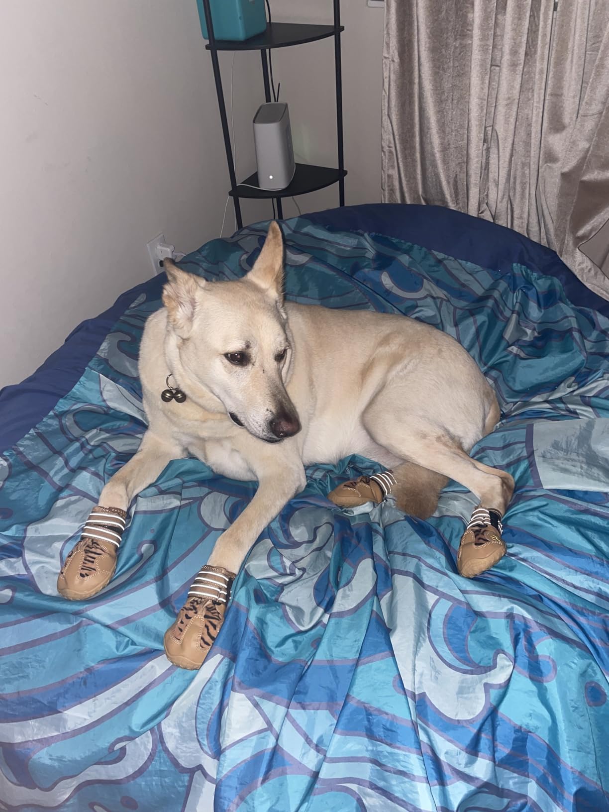 XSY&G Dog Boots, Waterproof Dog Shoes, Dog Booties with Reflective Rugged Anti-Slip Sole and Skid-Proof, Outdoor Dog Shoes for Medium to Large Dogs 4Pcs customer photo 2