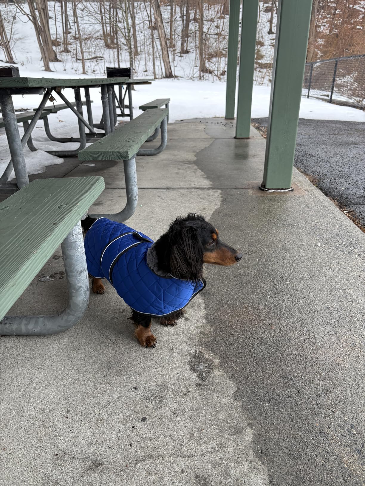 Warm Thermal Quilted Dachshund Coat, Dog Winter Coat with Warm Fleece Lining, Outdoor Dog Apparel with Adjustable Bands customer photo 2
