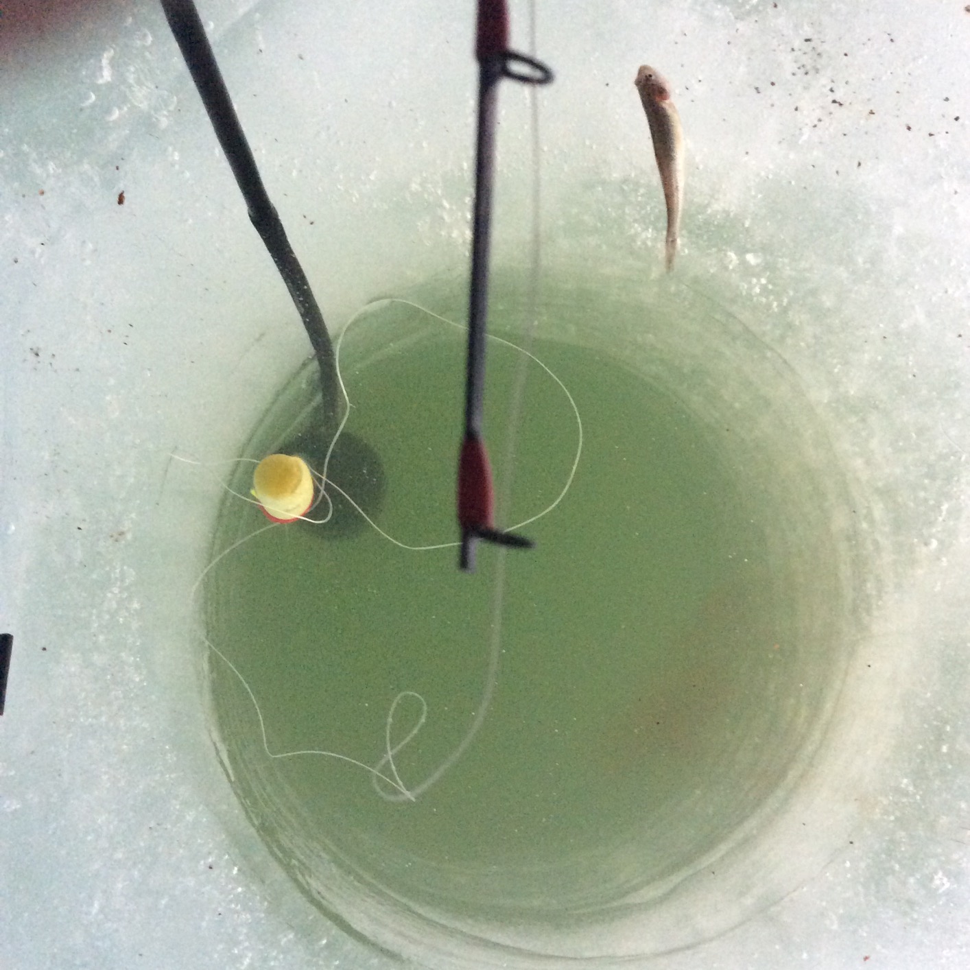13 FISHING - FreeFall Maverick - Inline Ice Fishing Combos customer photo 1