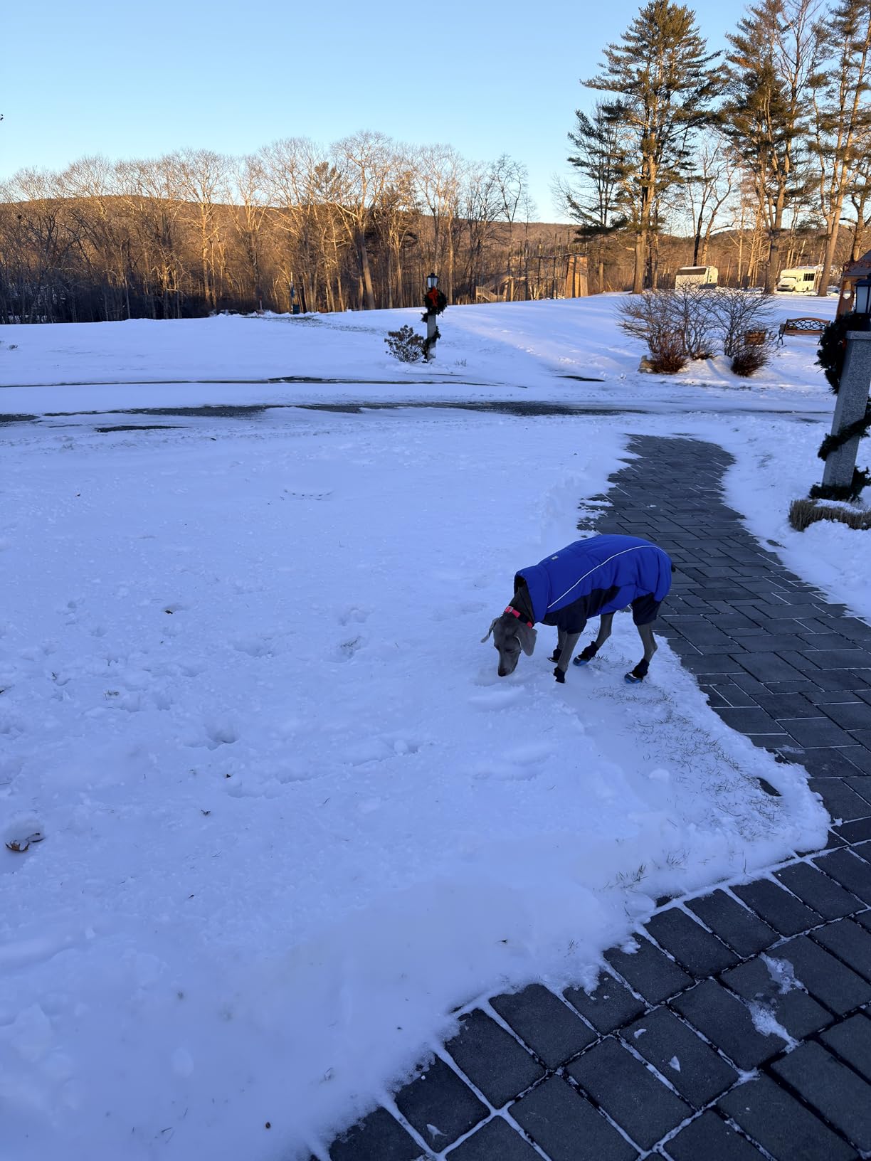 Ruffwear, Polar Trex Dog Boots, Ultimate Winter Paw Protection, Insulated Grip & Anti-Snow Gaiter for Extreme Cold Adventures customer photo 1