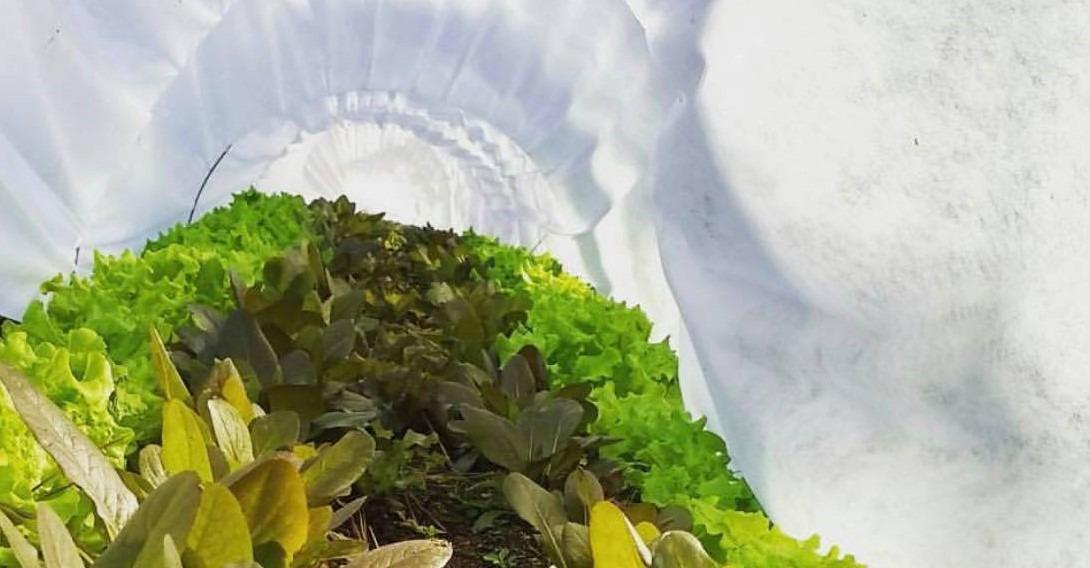 Plant Covers Freeze Protection, 10ft×33ft Reusable Rectangle Frost Protection Floating Row Cover Plant Blanket Garden Winterize Cover for Cold Weather Snow customer photo 2